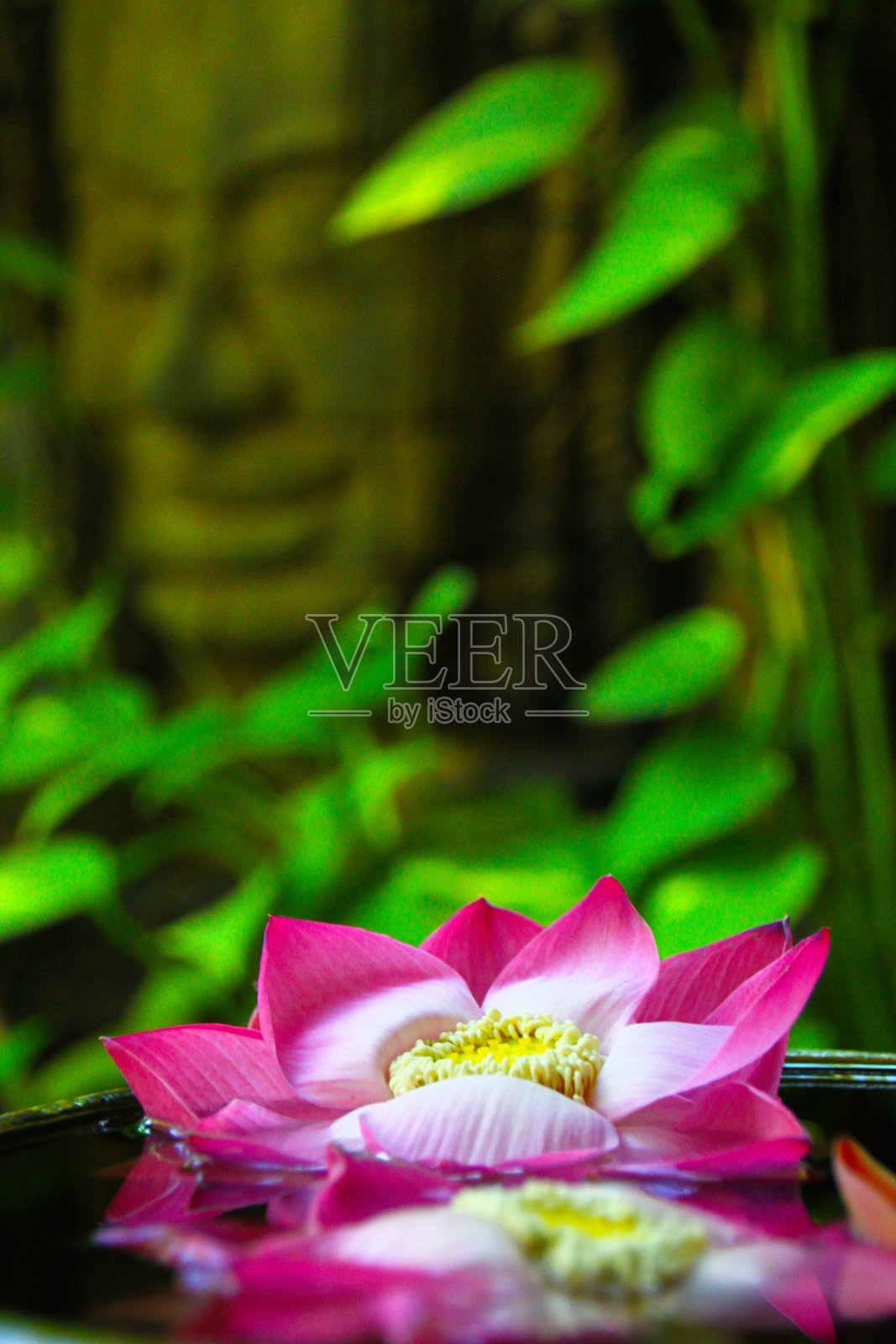 柬埔寨的浮莲照片摄影图片