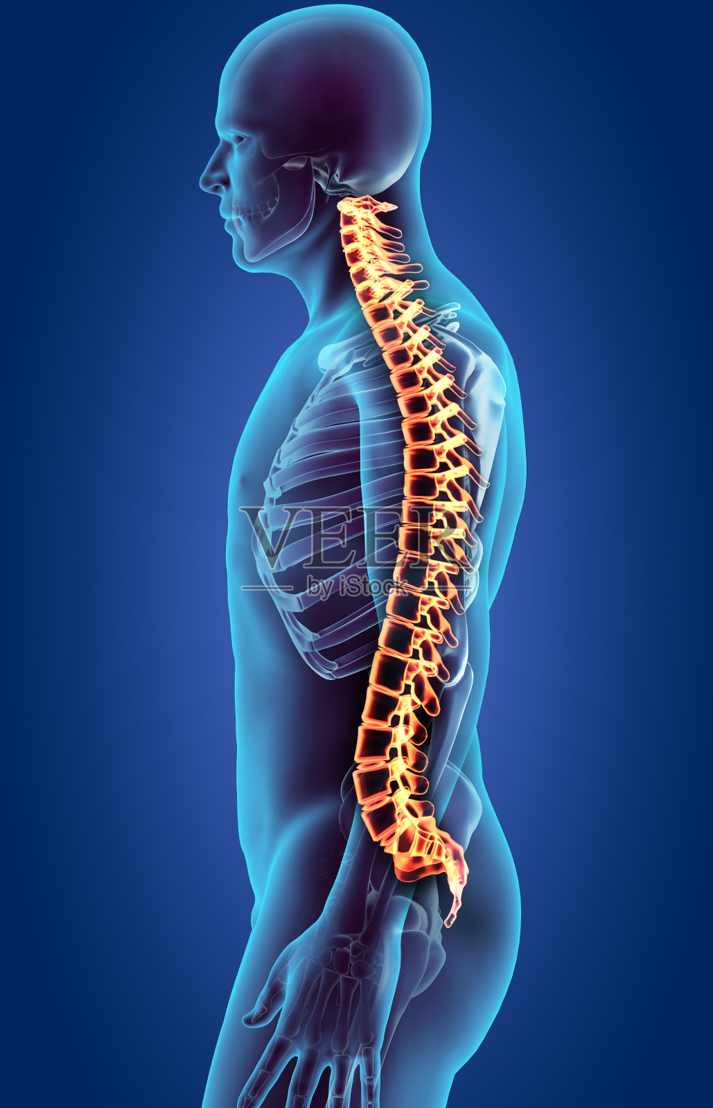 骨骼系统-人体脊柱x光。照片摄影图片