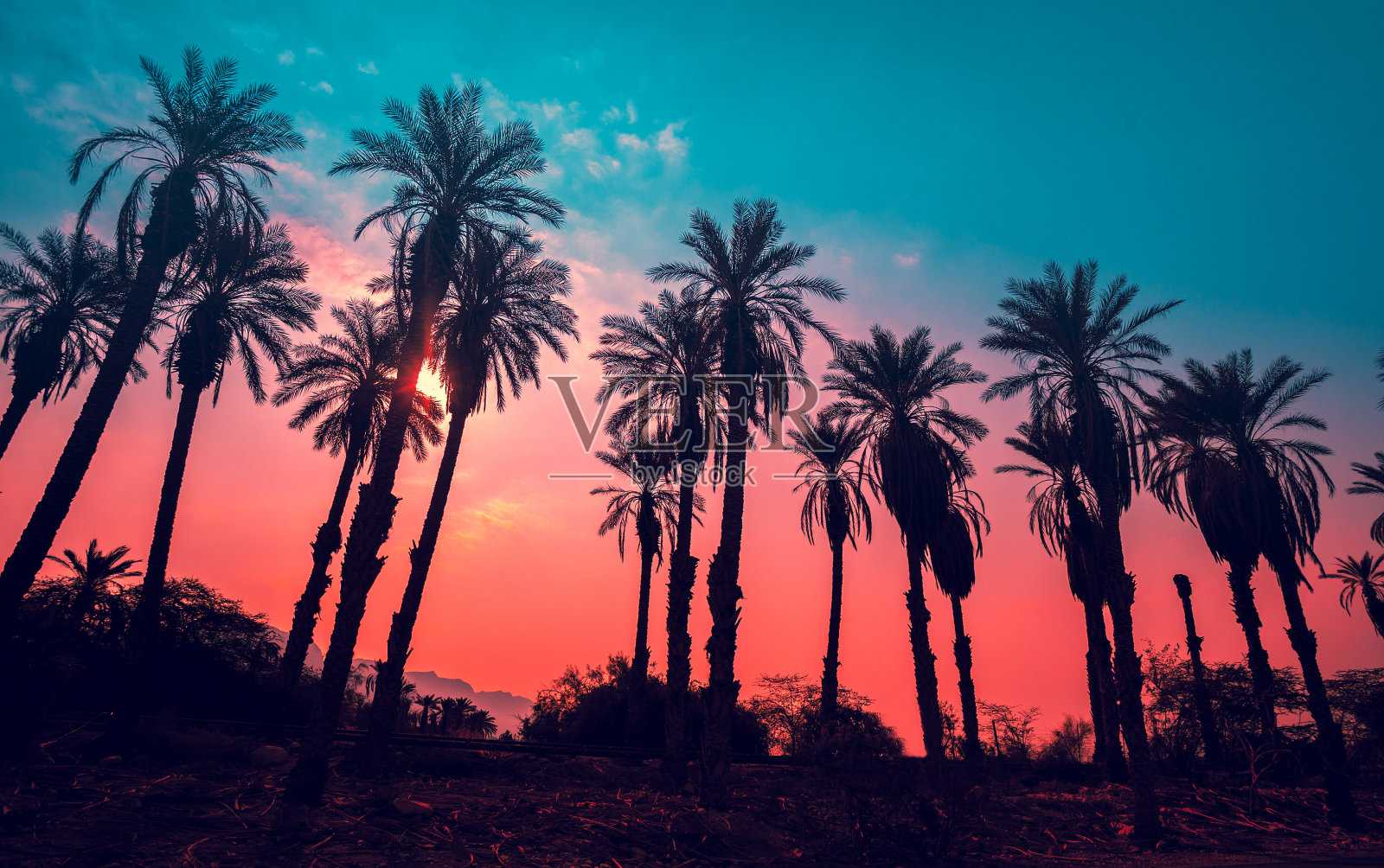 夕阳下的热带棕榈树照片摄影图片