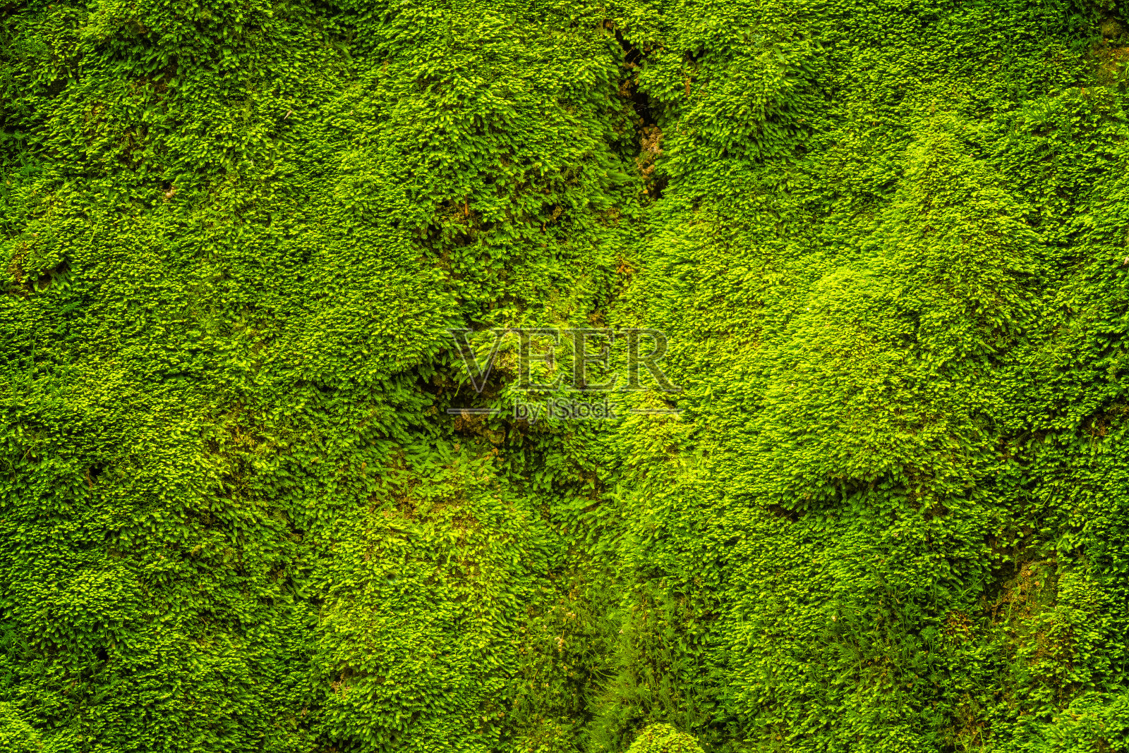 大自然中的绿色苔藓特写照片摄影图片