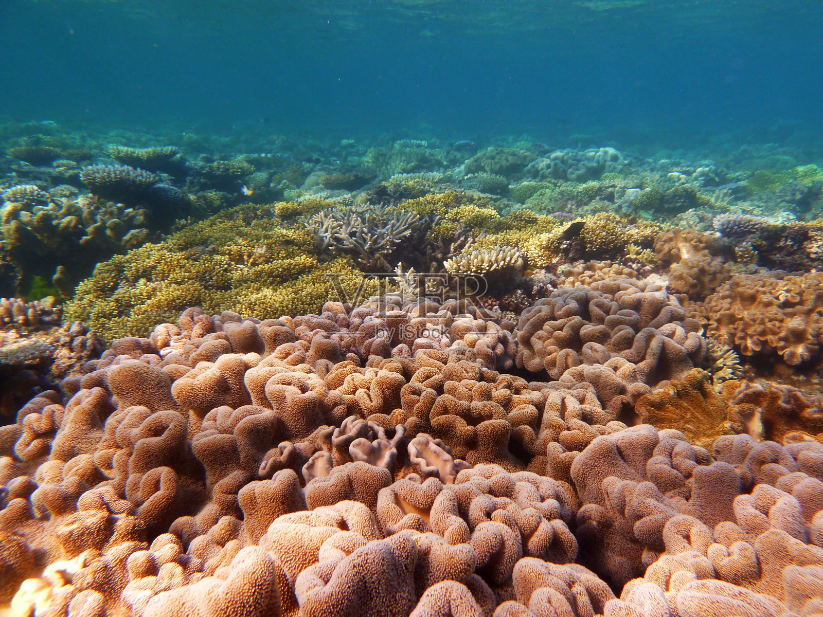 大堡礁珊瑚白化的证据照片摄影图片