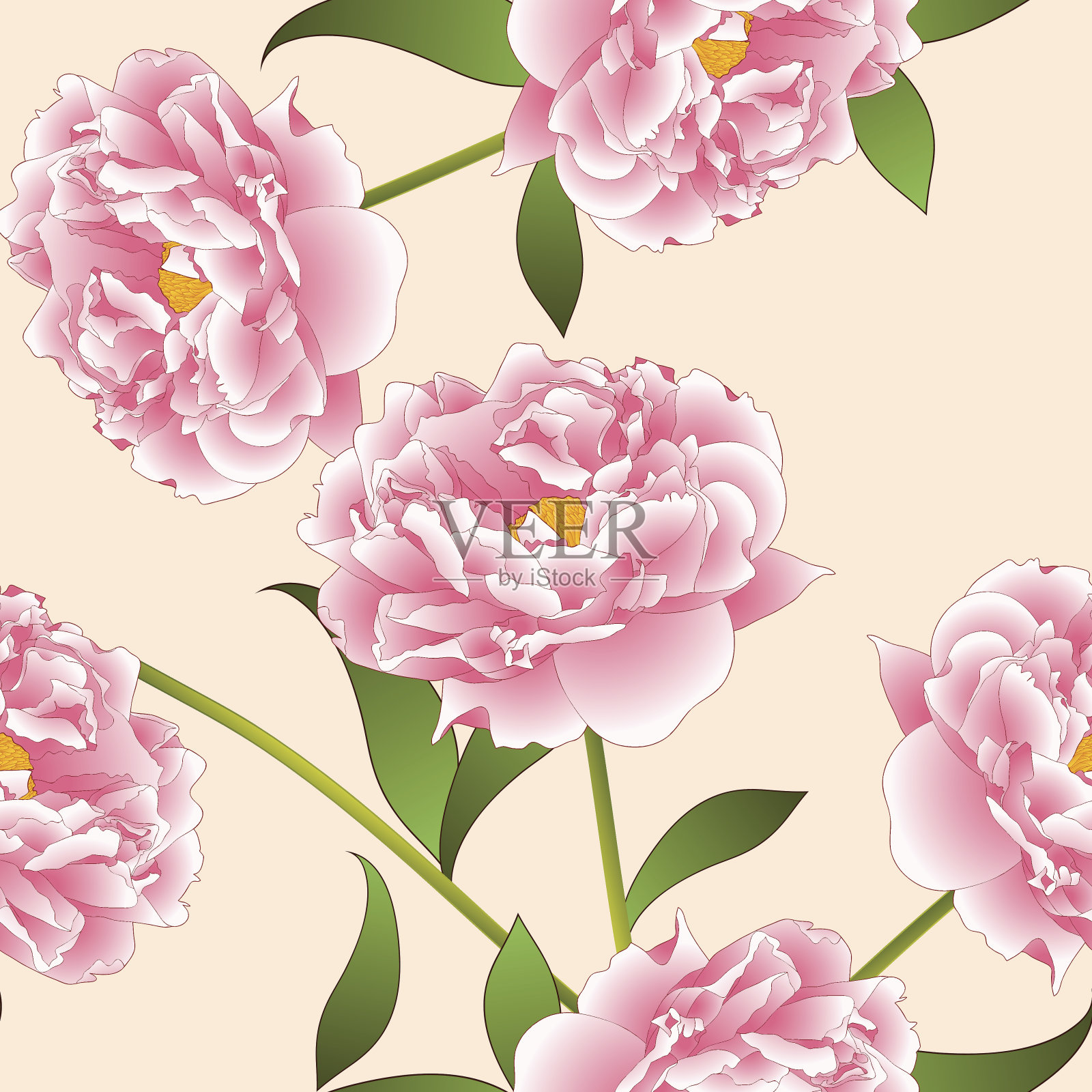 粉红色牡丹花在米色象牙色背景。矢量图插画图片素材