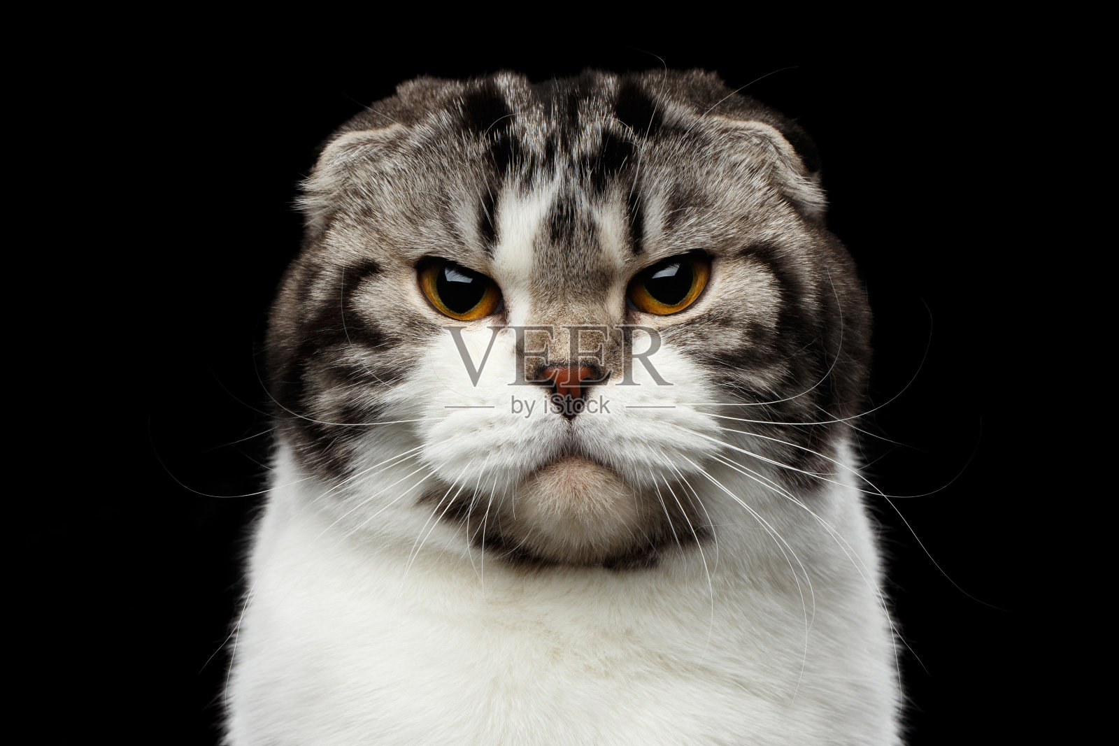 严重的苏格兰杂交种猫在孤立的黑色背景照片摄影图片