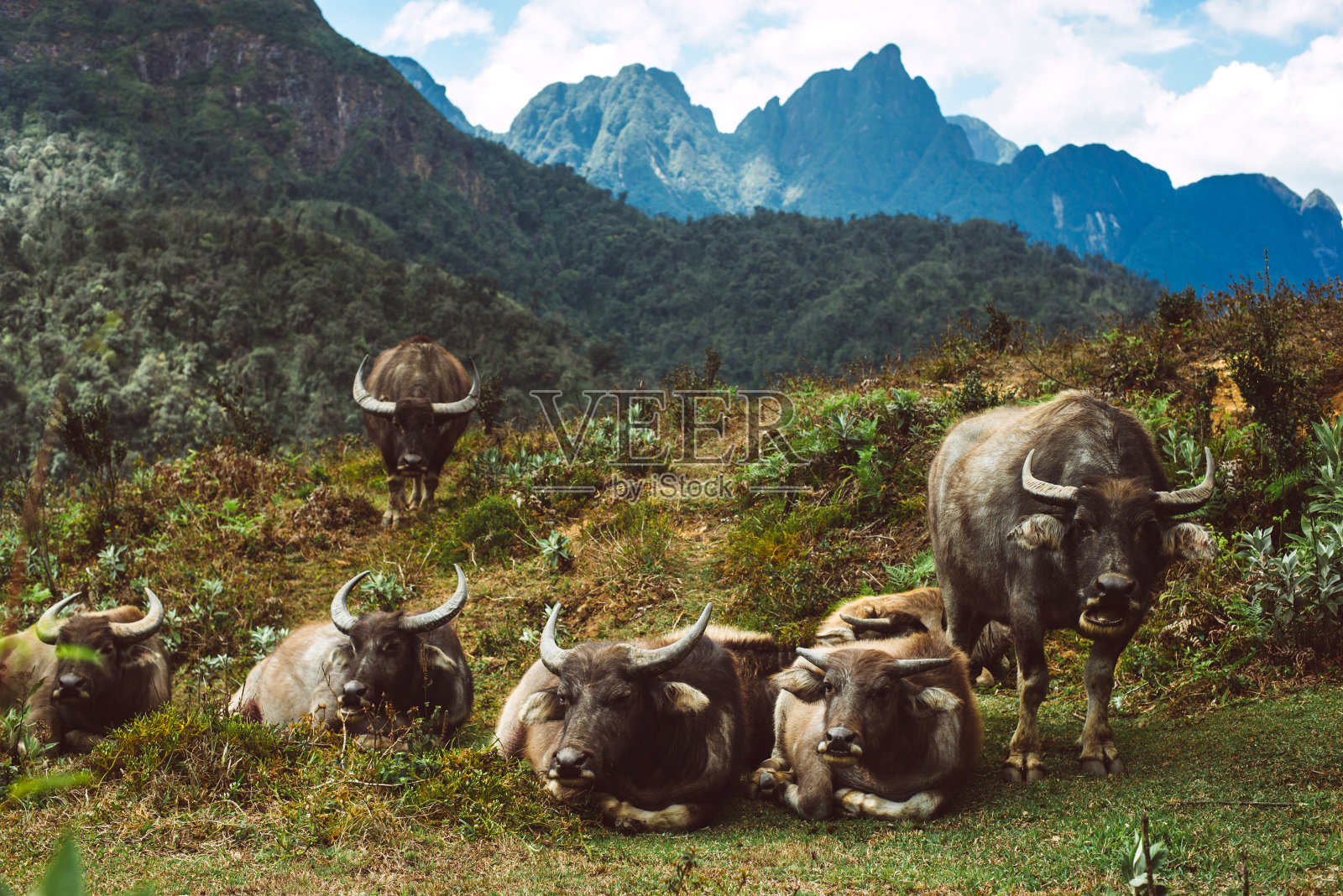 水牛，亚洲的野生自然照片摄影图片