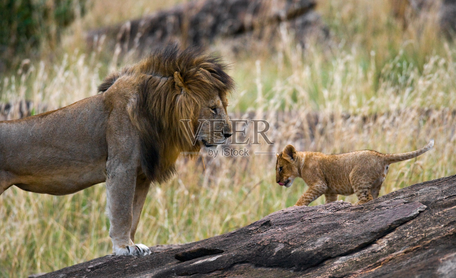 大雄狮和幼崽。照片摄影图片