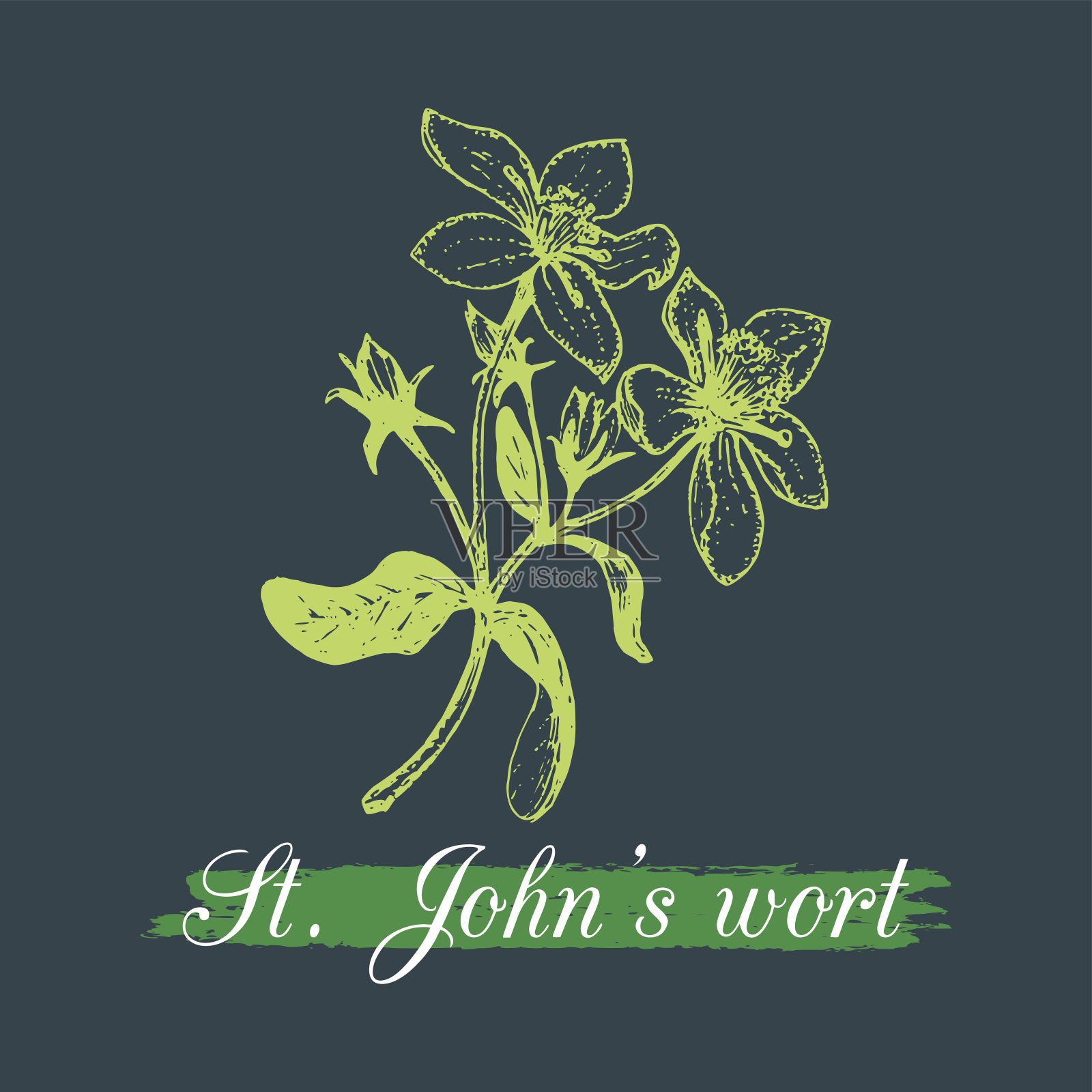 向量圣约翰草枝插图与花。手绘图坦卡蒙植物素描。Officinalis，药用植物贯叶连翘在黑色背景上分离。设计元素图片