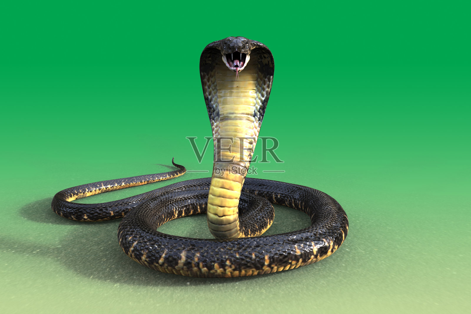 眼镜王蛇蛇照片摄影图片