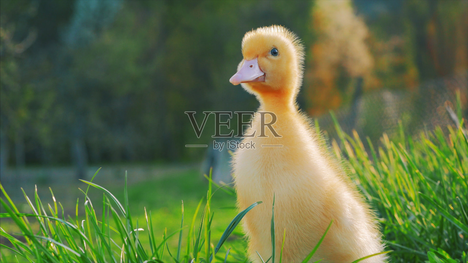 可爱的小鸭子在绿色的草地上照片摄影图片