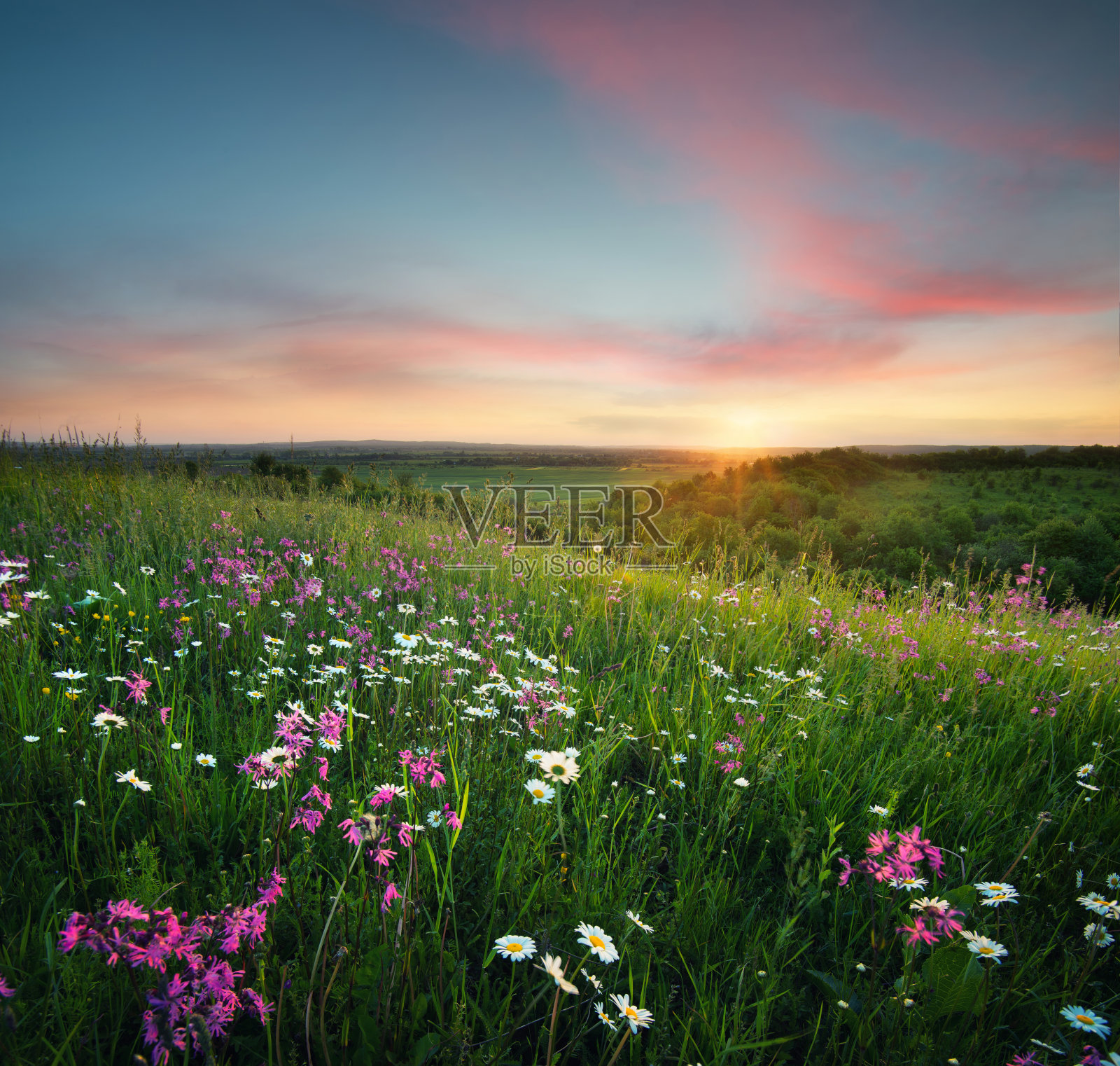 日出时山野上的花。美丽的自然景观在夏季时间照片摄影图片
