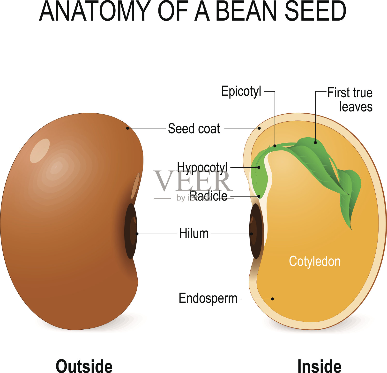 豆籽的解剖。插画图片素材