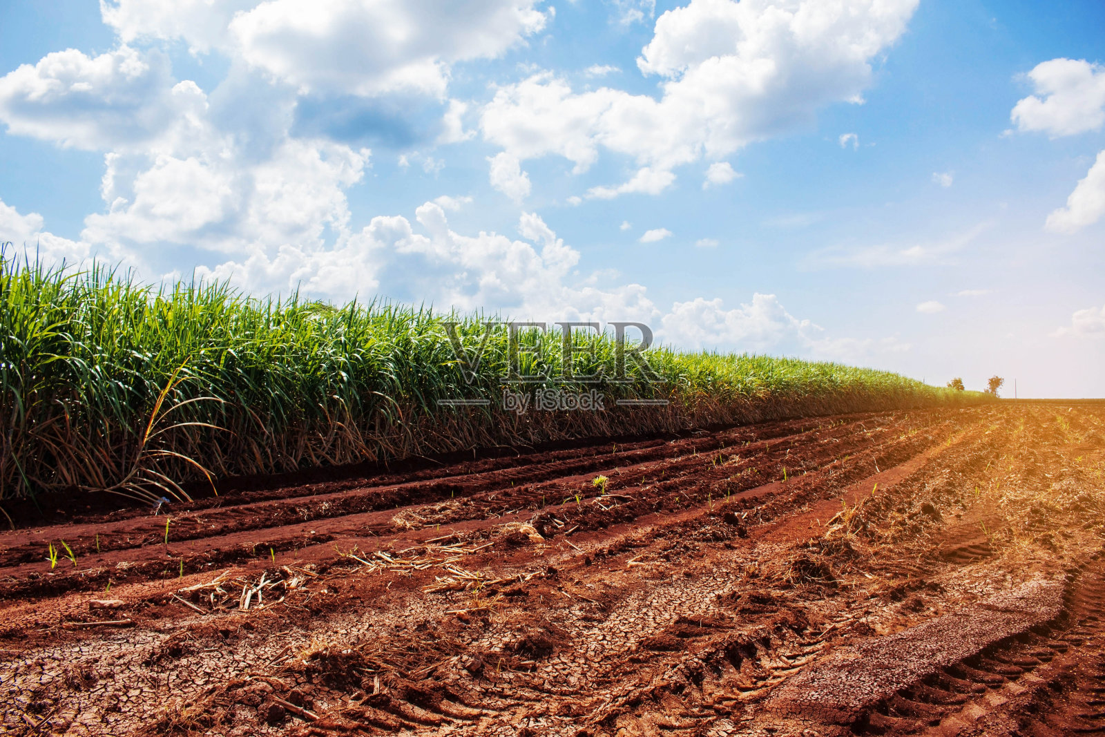 旱地上的甘蔗种植园。照片摄影图片