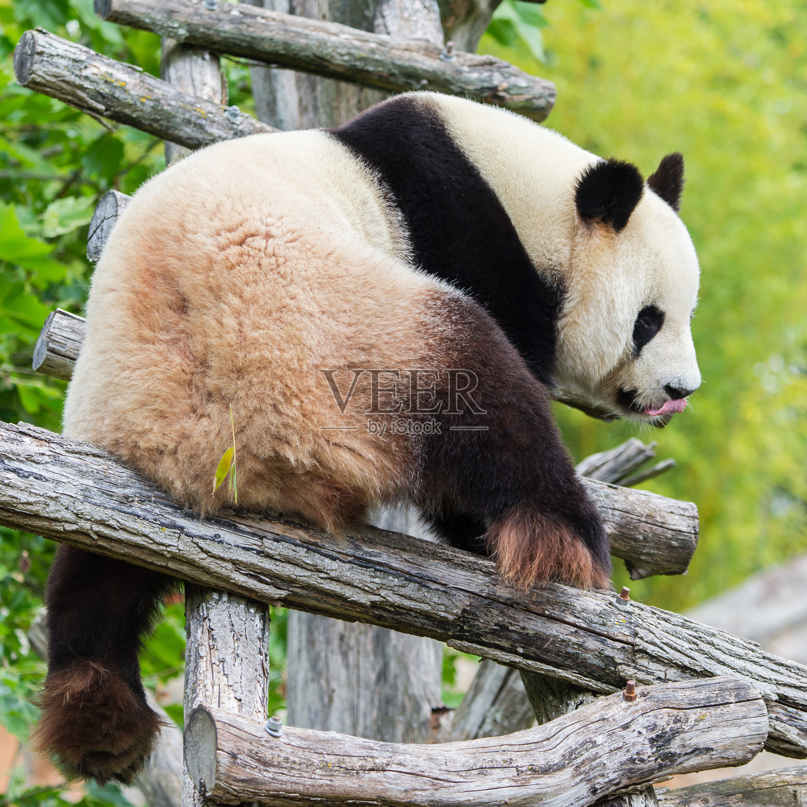 大熊猫照片摄影图片