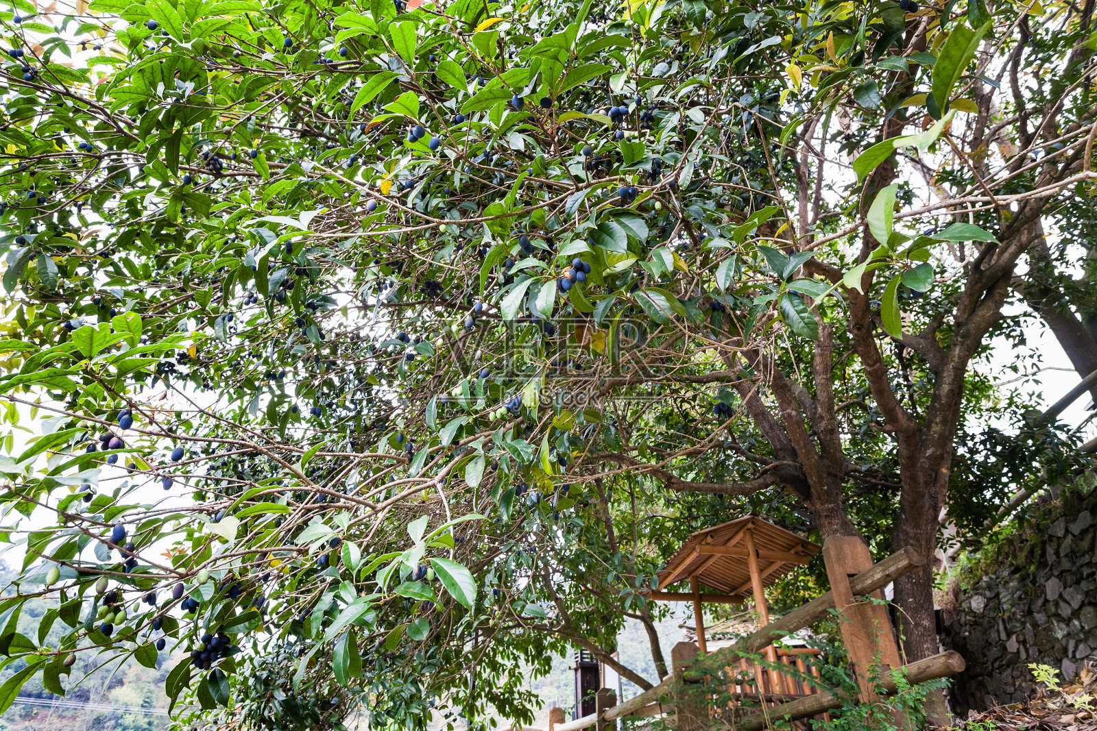 成阳的一棵果实成熟的李树照片摄影图片