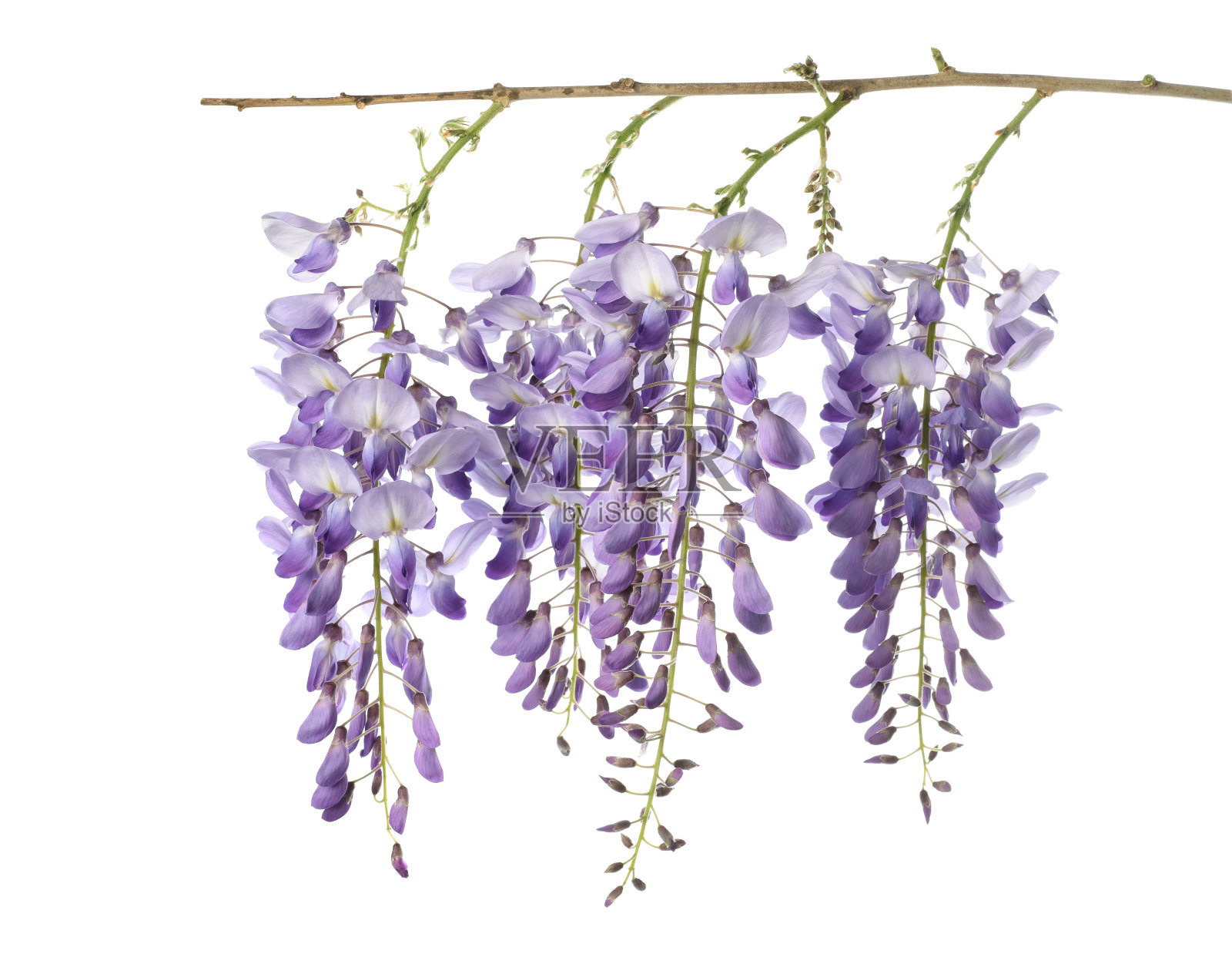紫藤鲜花孤立照片摄影图片