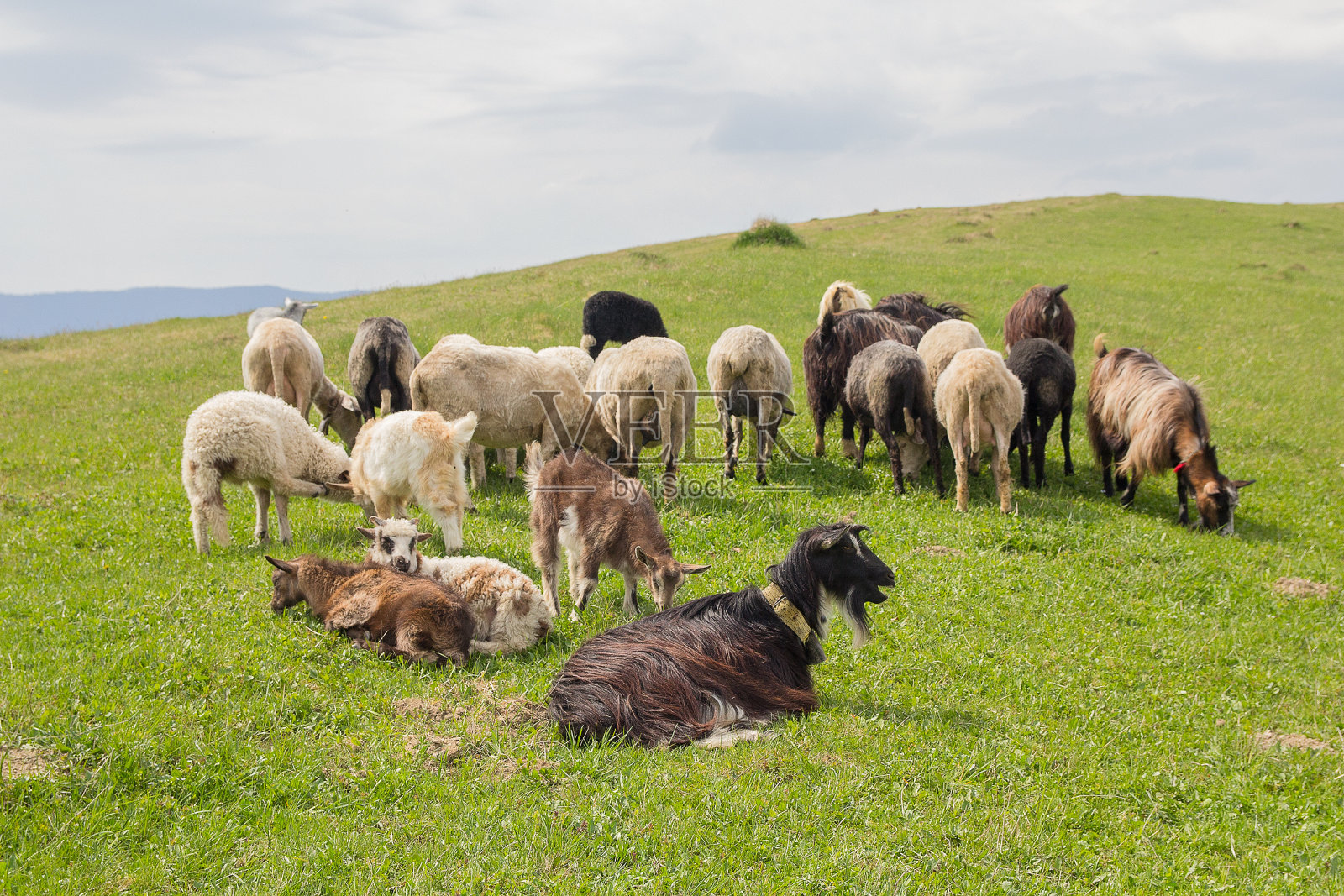 一群山羊在山上的牧场上吃草。喀尔巴阡山照片摄影图片
