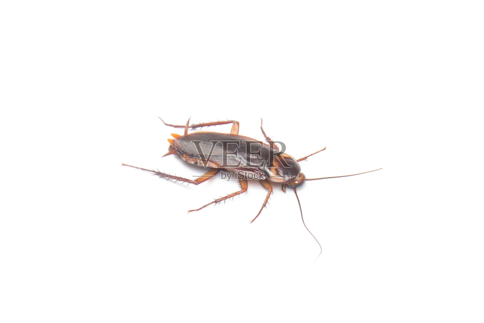 蟑螂孤立白色背景照片摄影图片