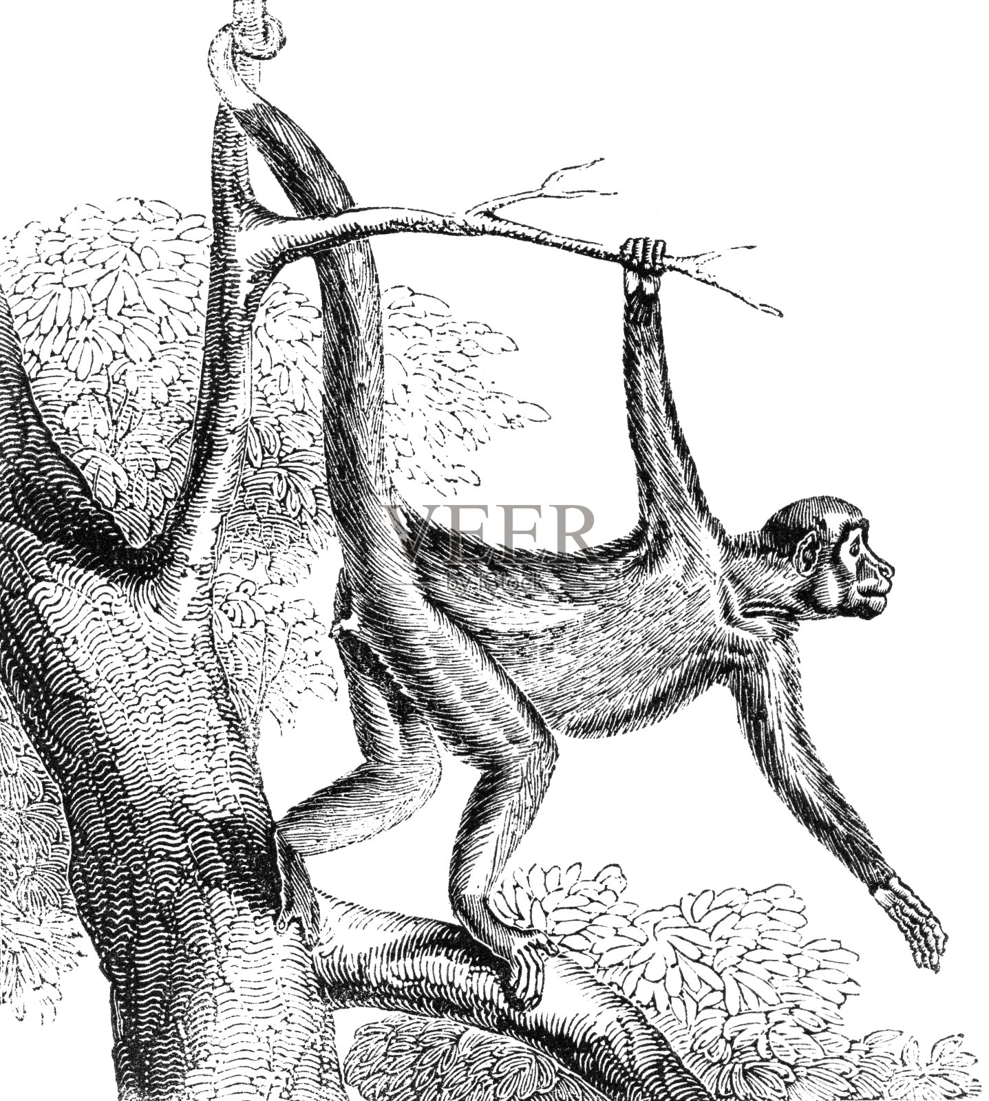 面红耳赤的蜘蛛猴插画图片素材