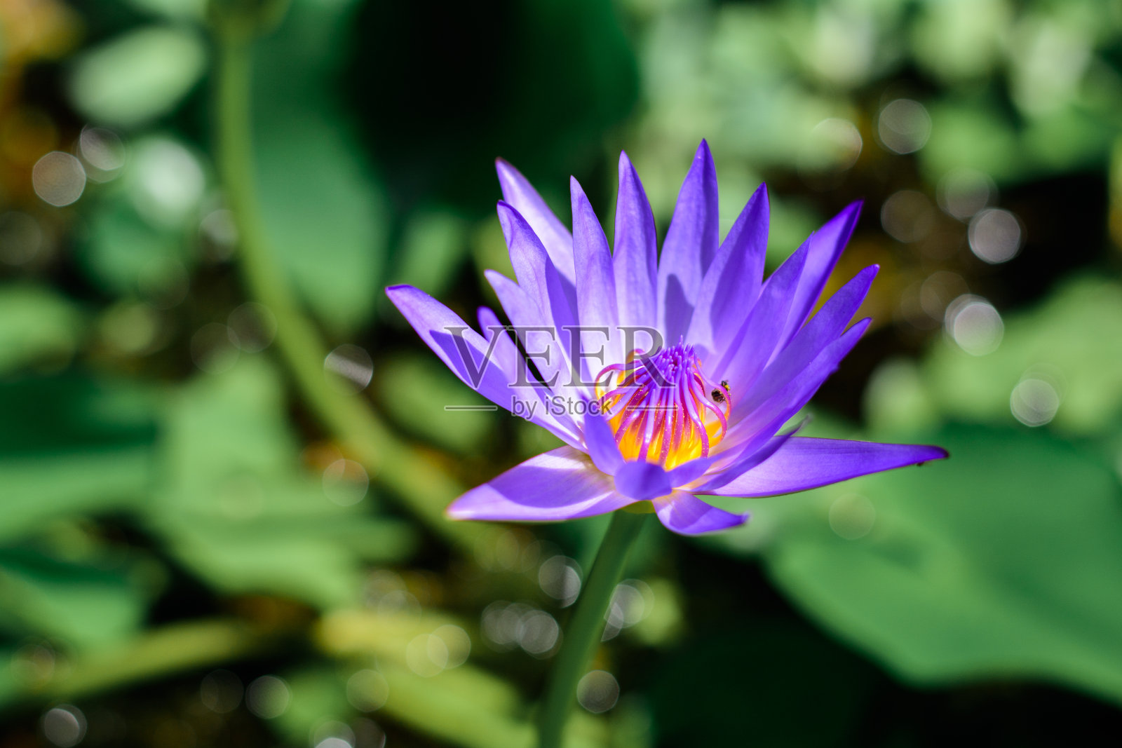 Lotus泰国照片摄影图片