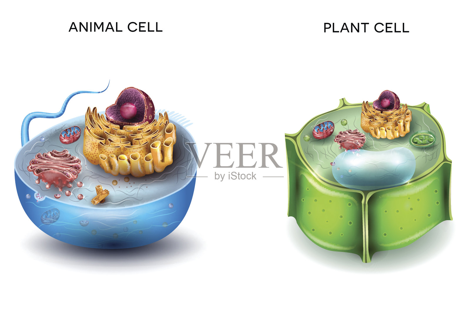动物细胞和植物细胞结构插画图片素材