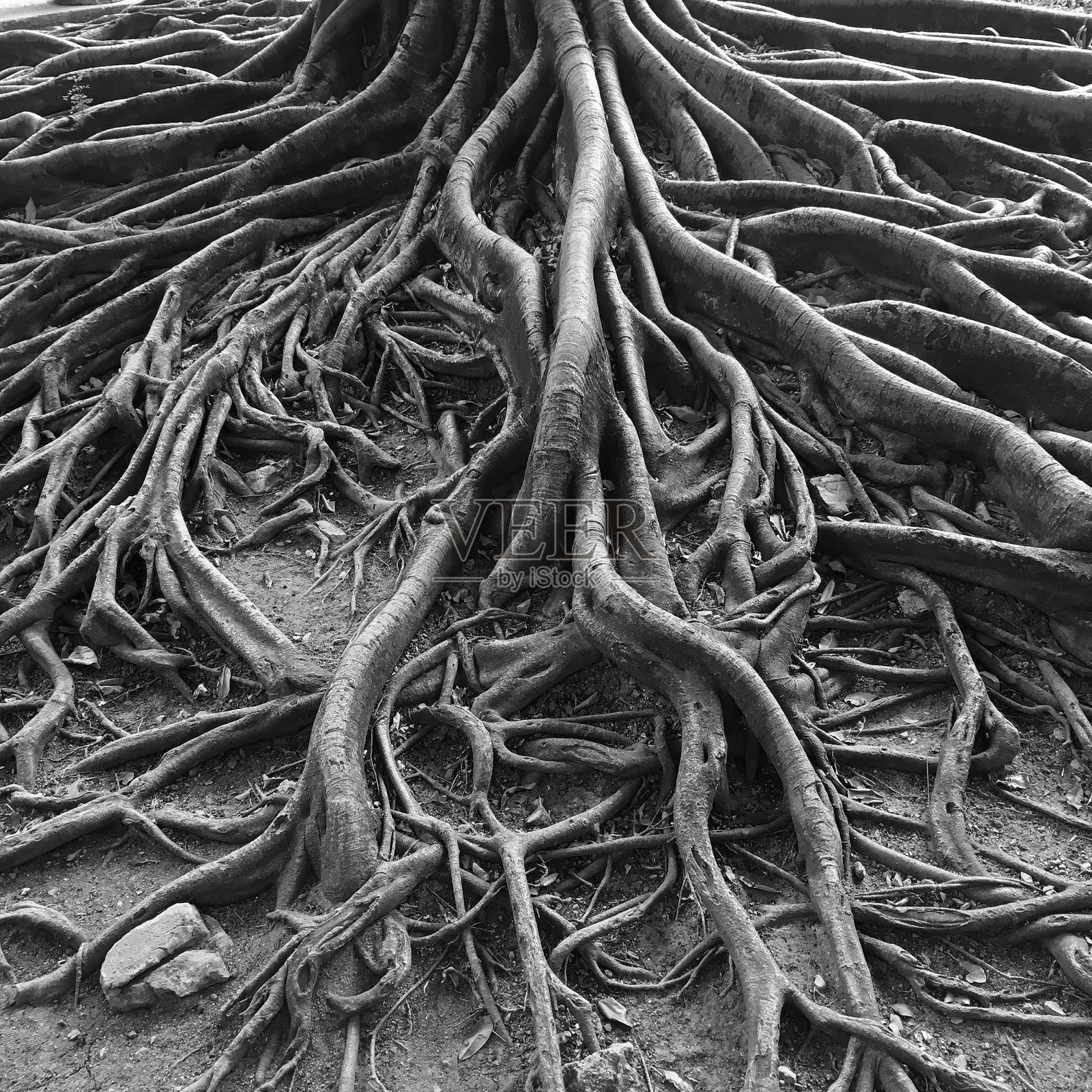 非常古老的树扭曲的根照片摄影图片