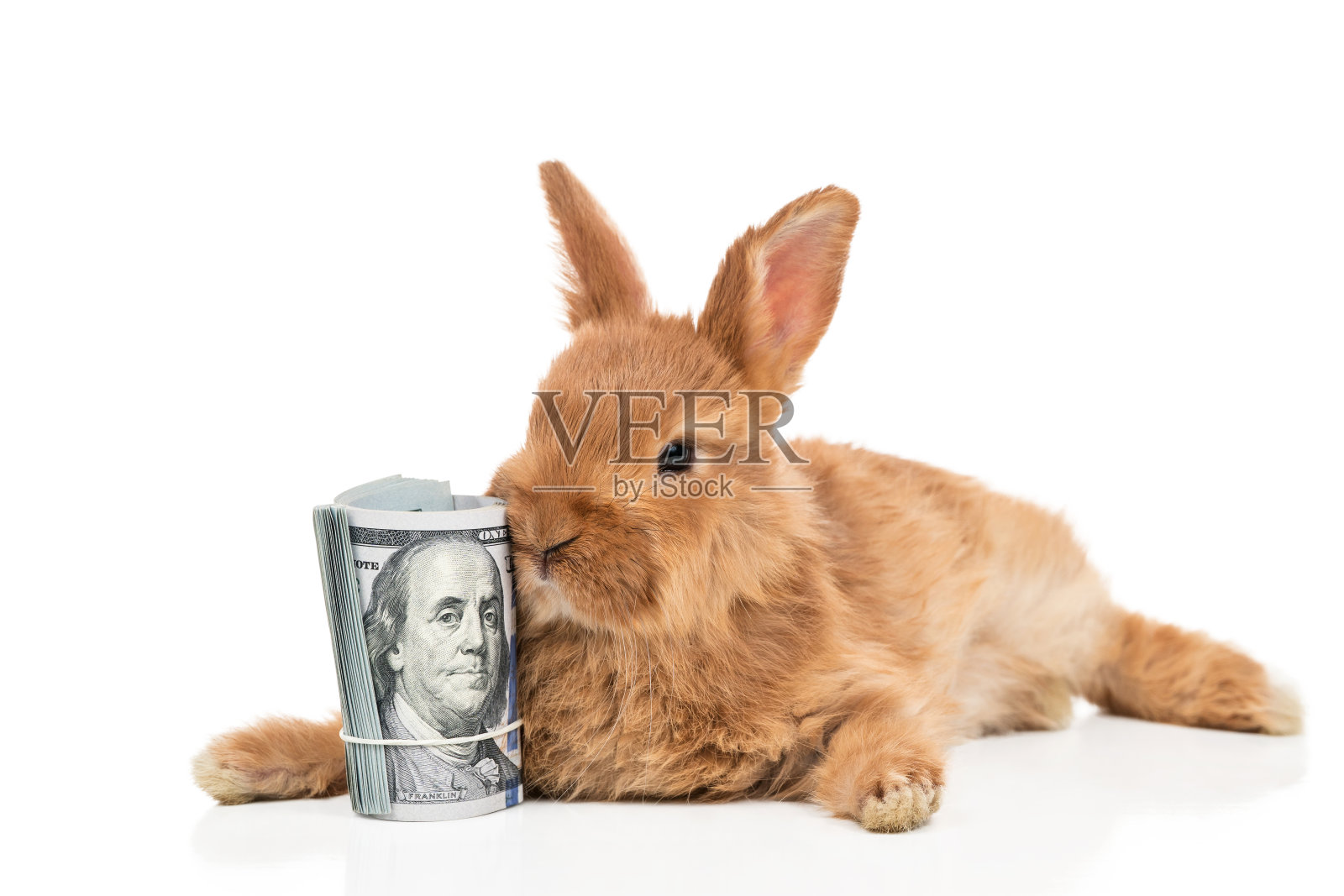 兔子和一捆钱照片摄影图片