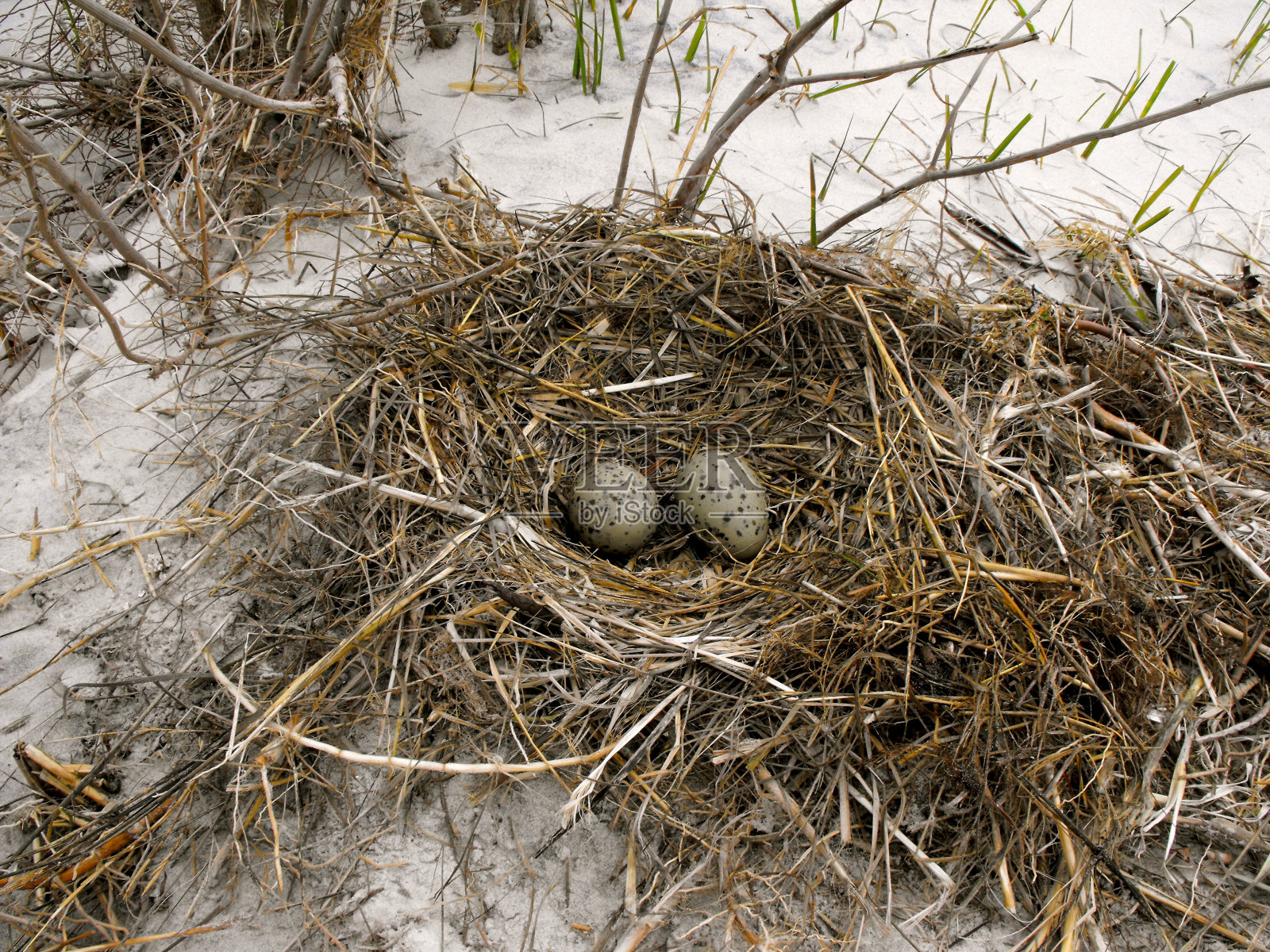 银鸥用蛋筑巢照片摄影图片