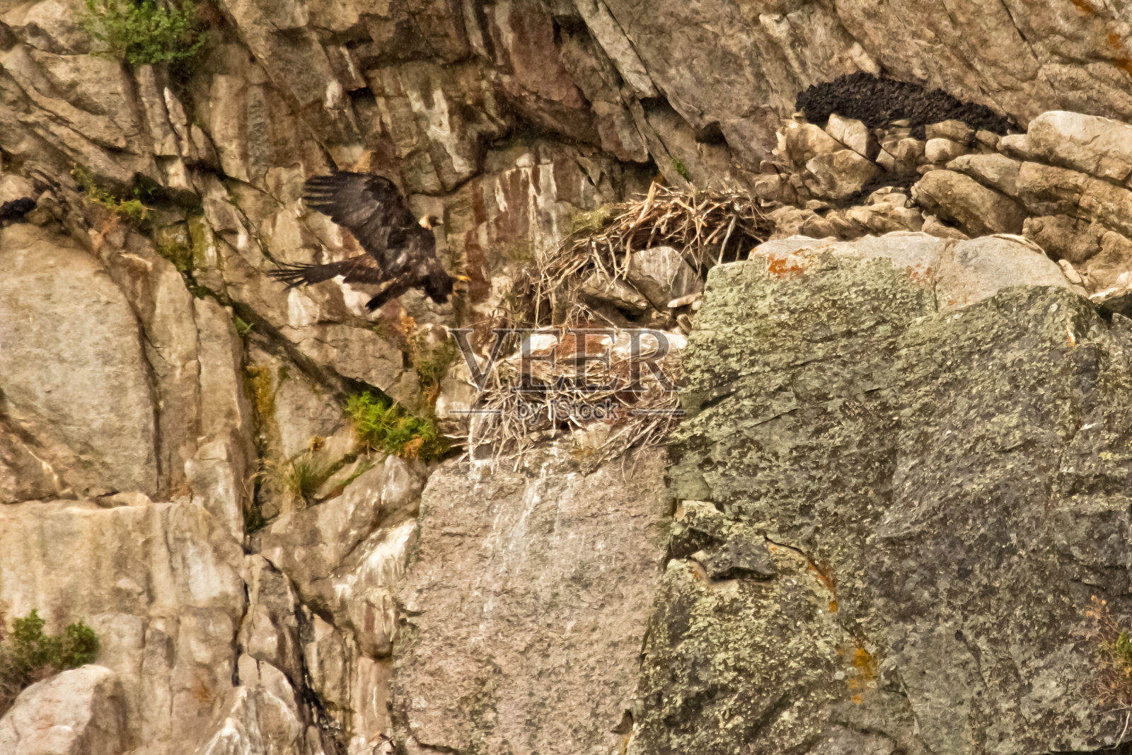 金鹰在悬崖上筑巢照片摄影图片