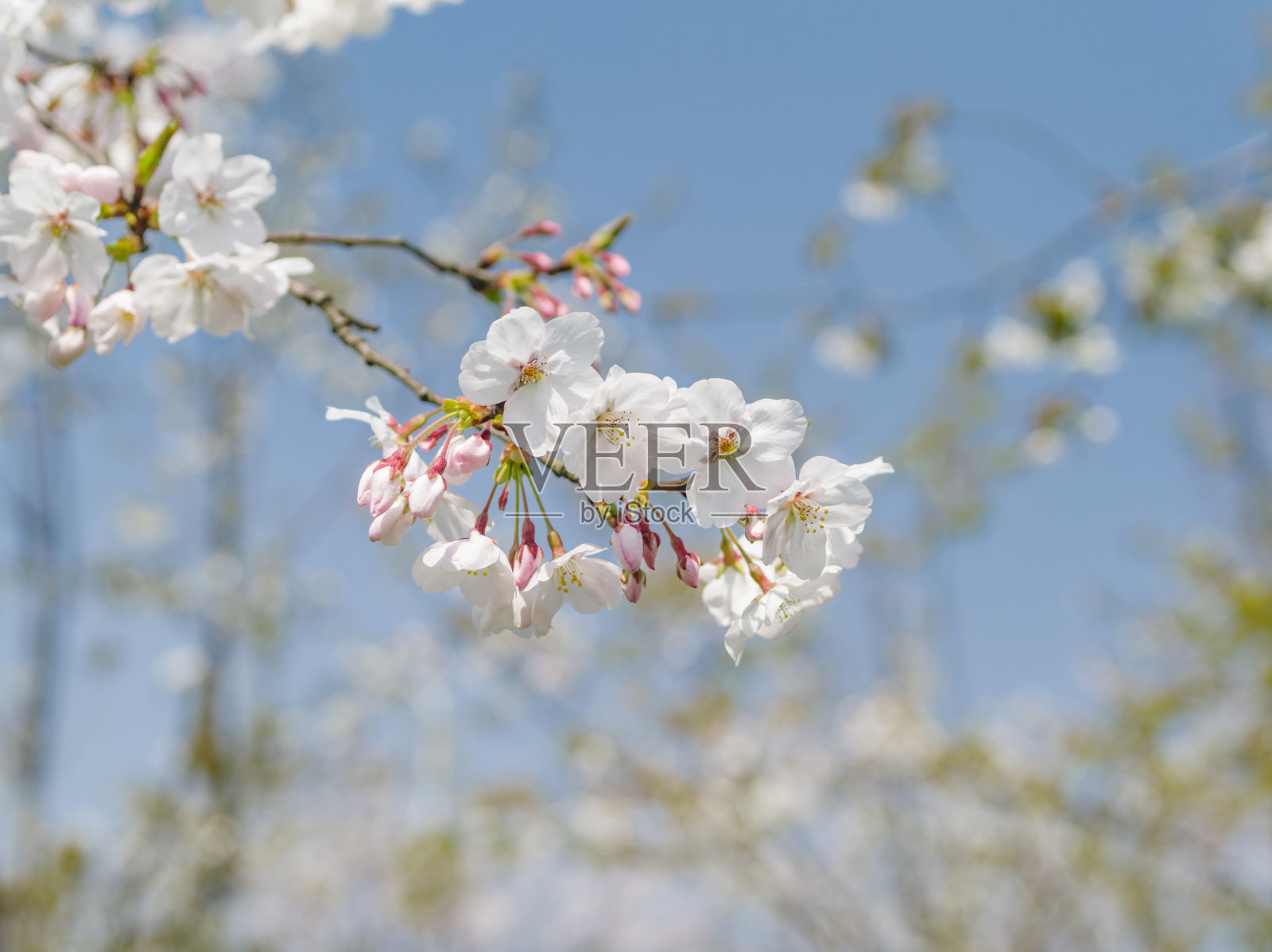 春花系列，美丽的吉野樱花绽放。照片摄影图片