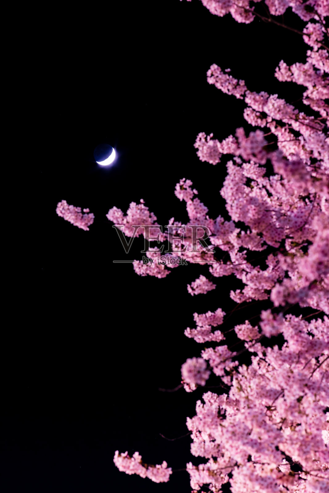 樱花和月亮照片摄影图片