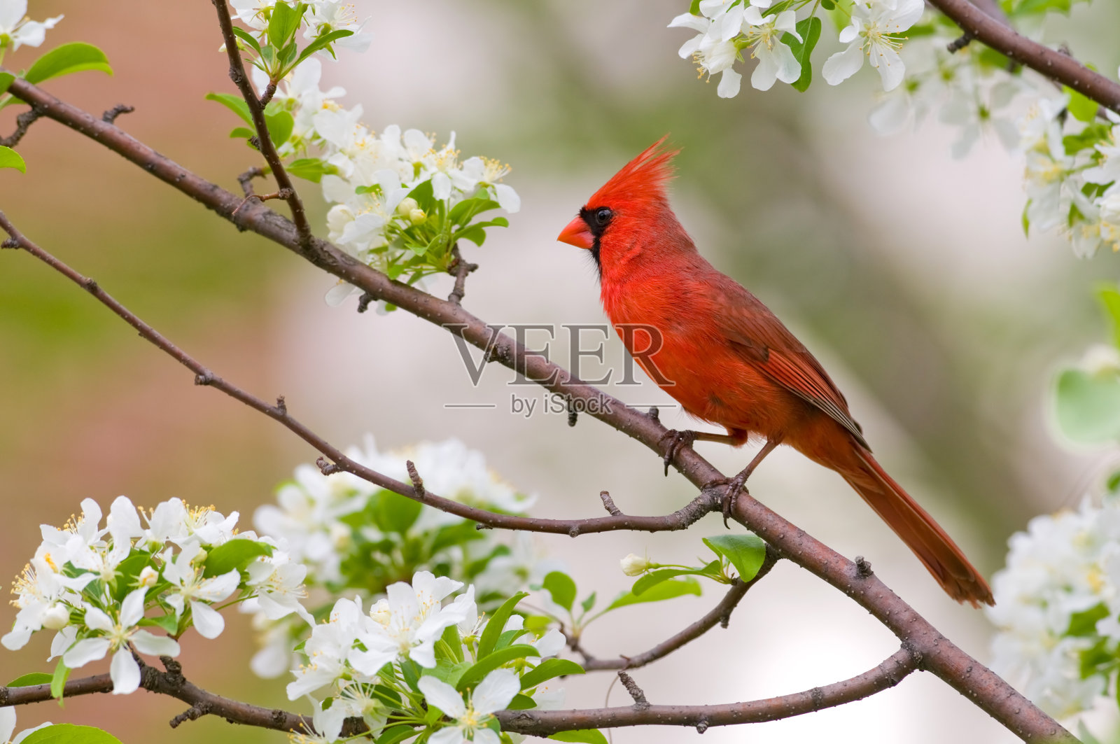 栖息在树枝上的北方红雀照片摄影图片