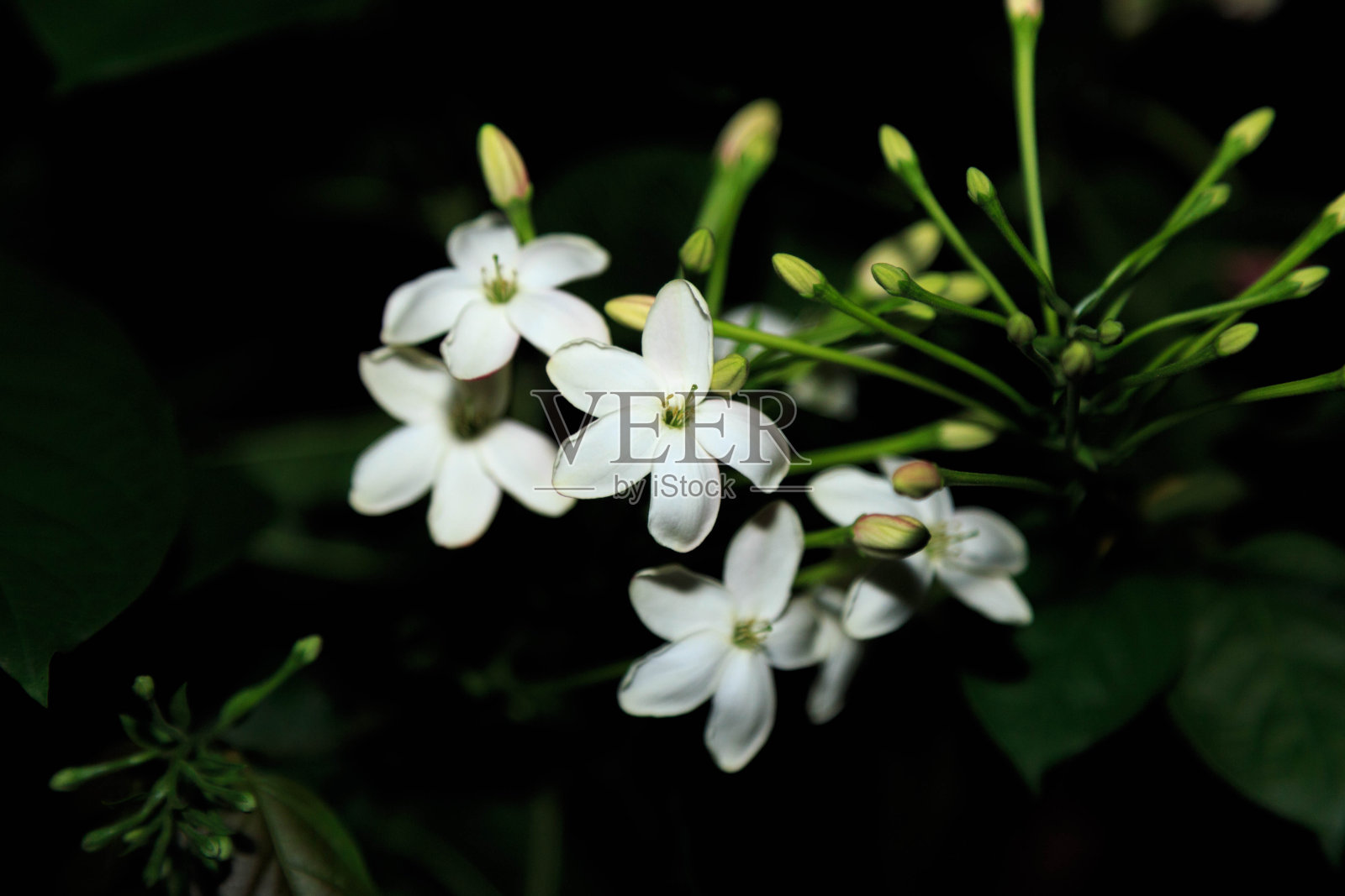 白色的花在夜晚照片摄影图片
