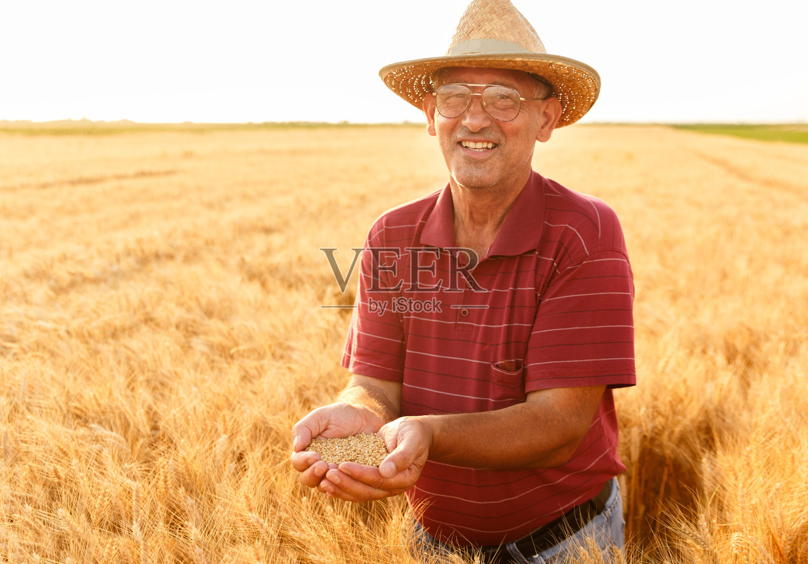 一位资深农民在田间检查小麦作物的肖像。照片摄影图片