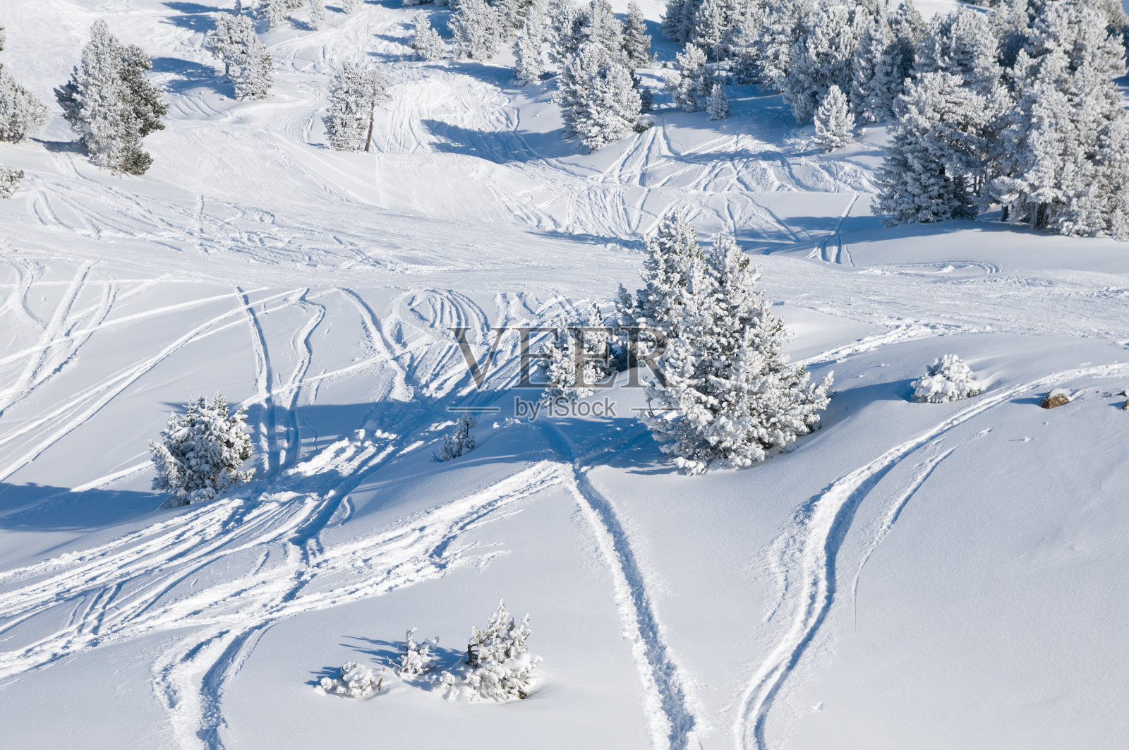 冬季景观与雪和树照片摄影图片