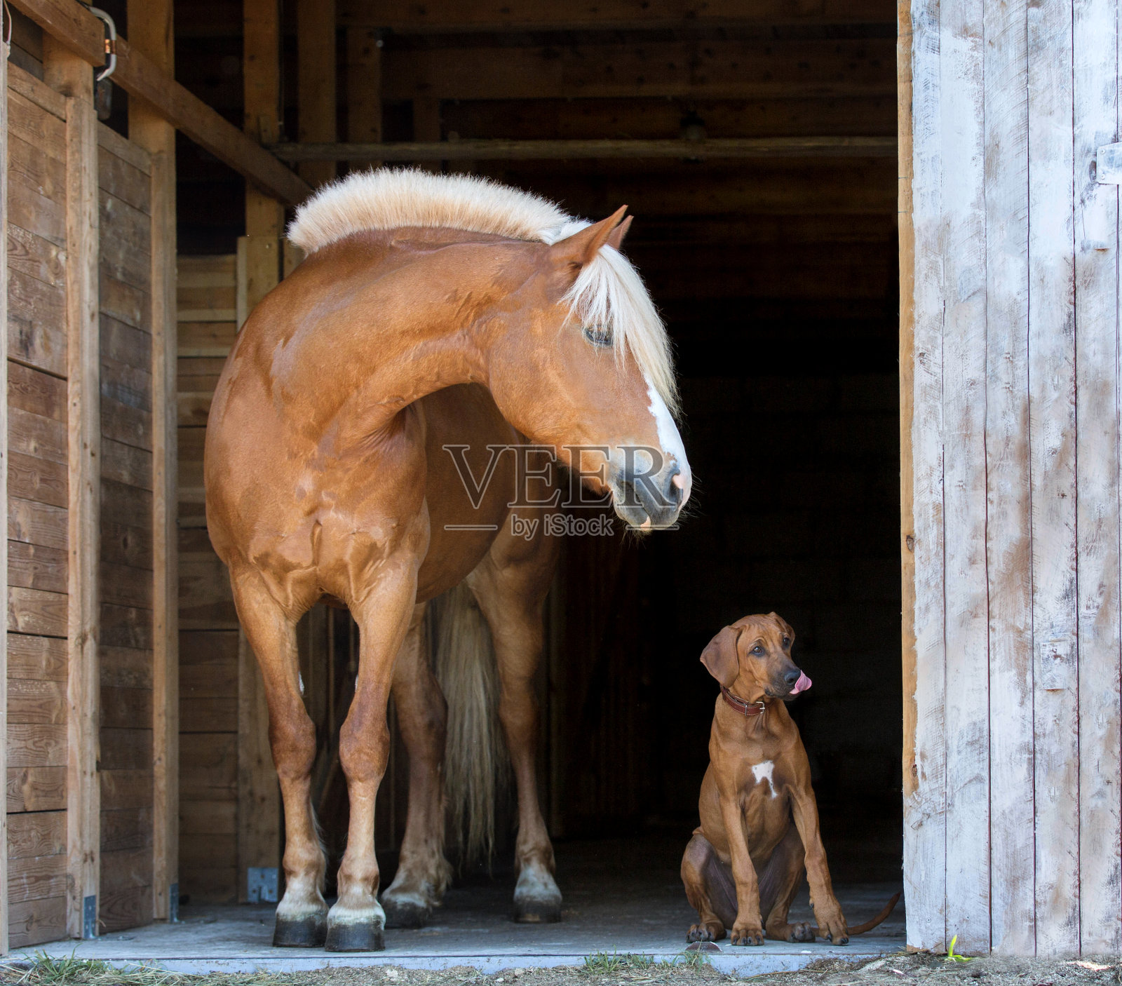 马与罗得西亚脊背幼犬孤立在黑色背景。照片摄影图片