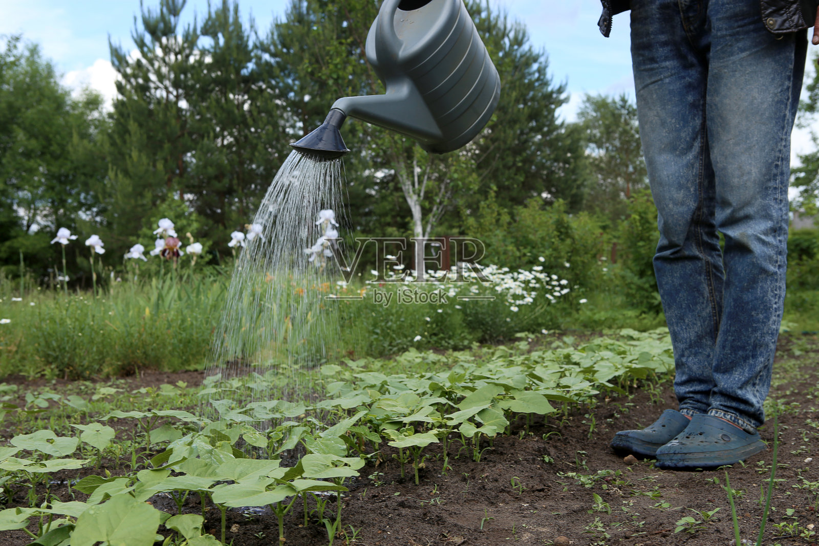 小豆在花园里浇水。照片摄影图片