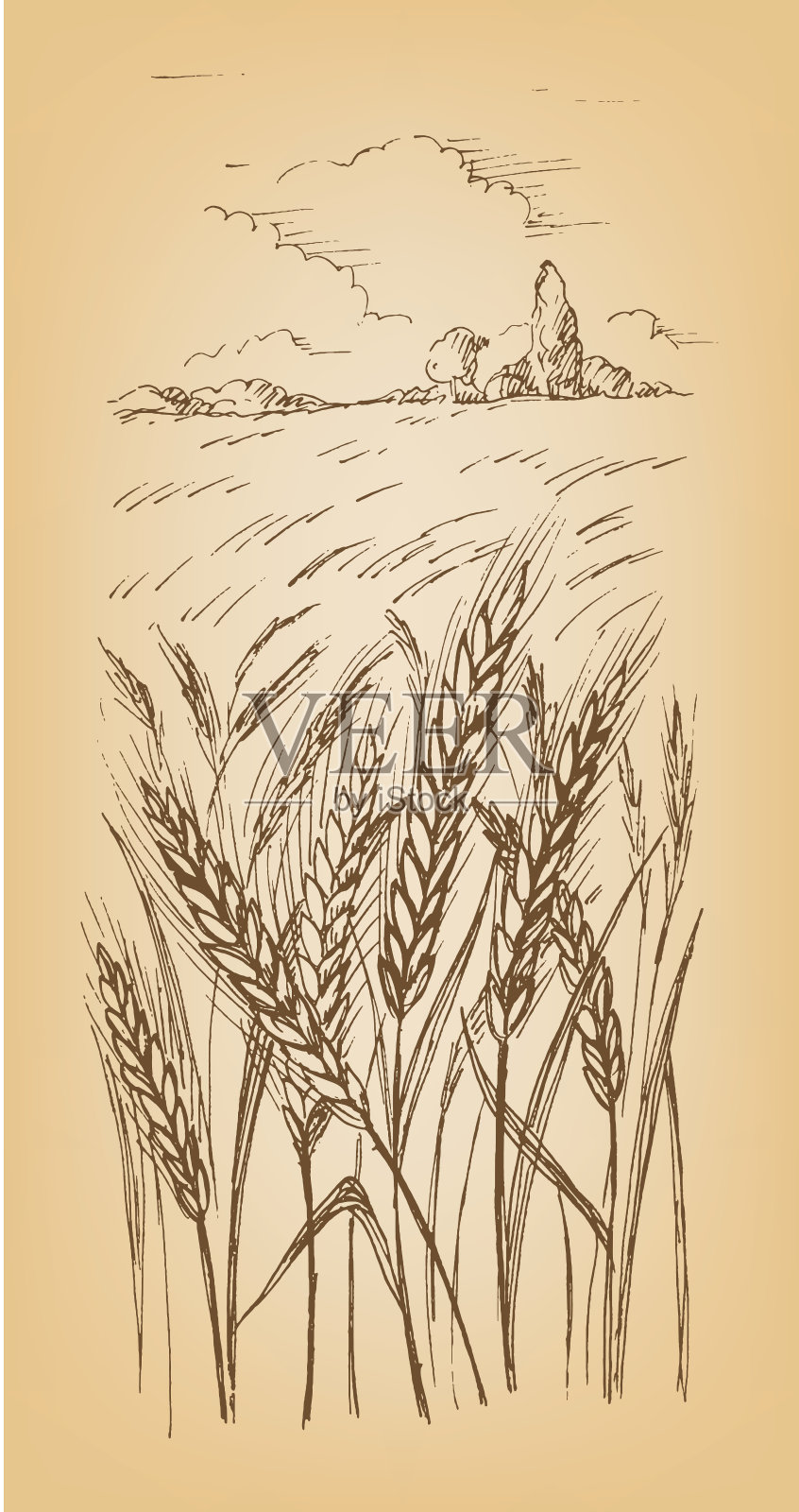 麦田，大麦或黑麦插画图片素材