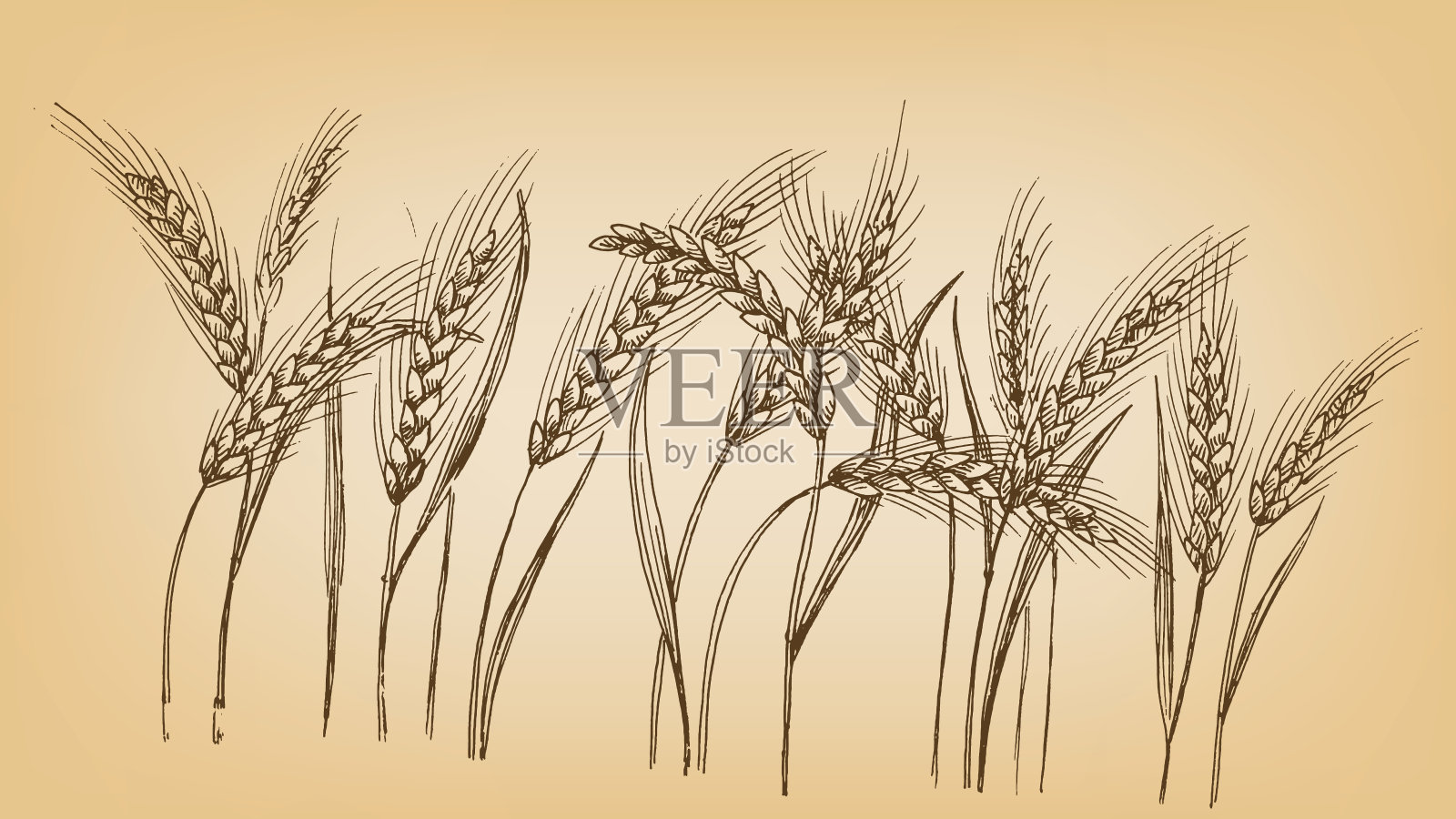 耳朵的小麦插画图片素材