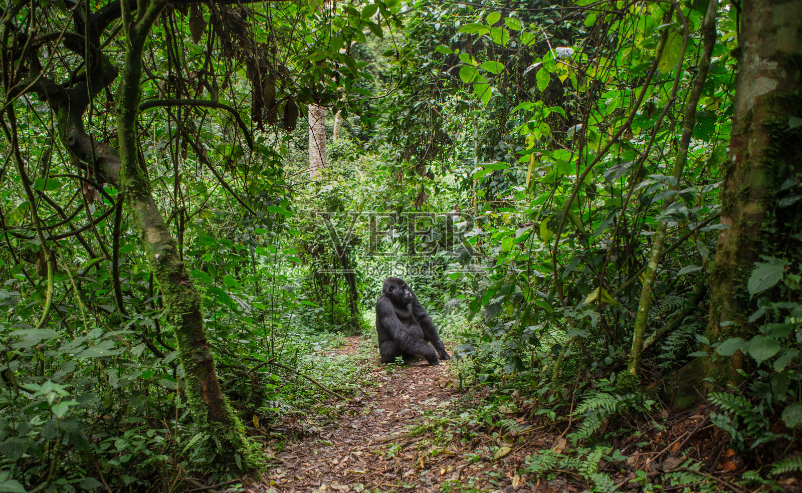 热带雨林中占统治地位的雄性山地大猩猩。乌干达。布温迪密林国家公园。照片摄影图片