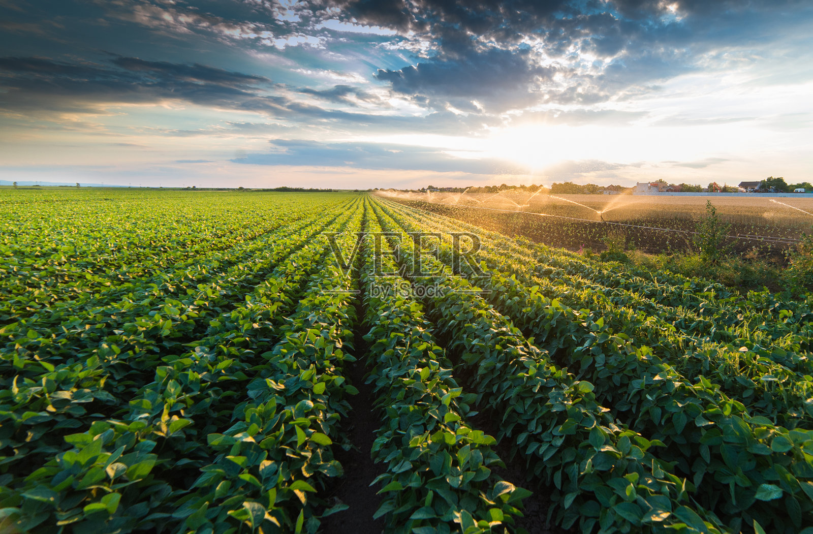 灌溉系统在田间灌溉大豆作物照片摄影图片