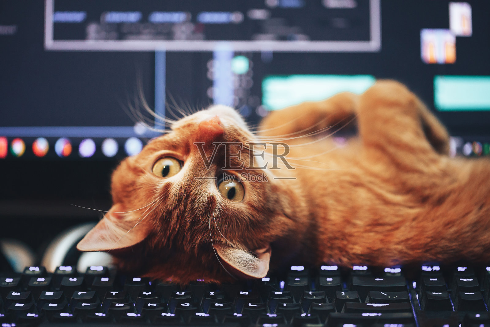 电脑键盘上的红姜猫照片摄影图片