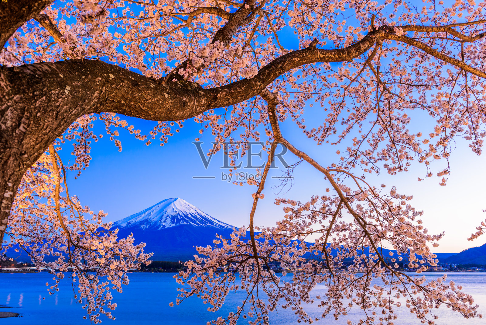 富士山和樱花照片摄影图片