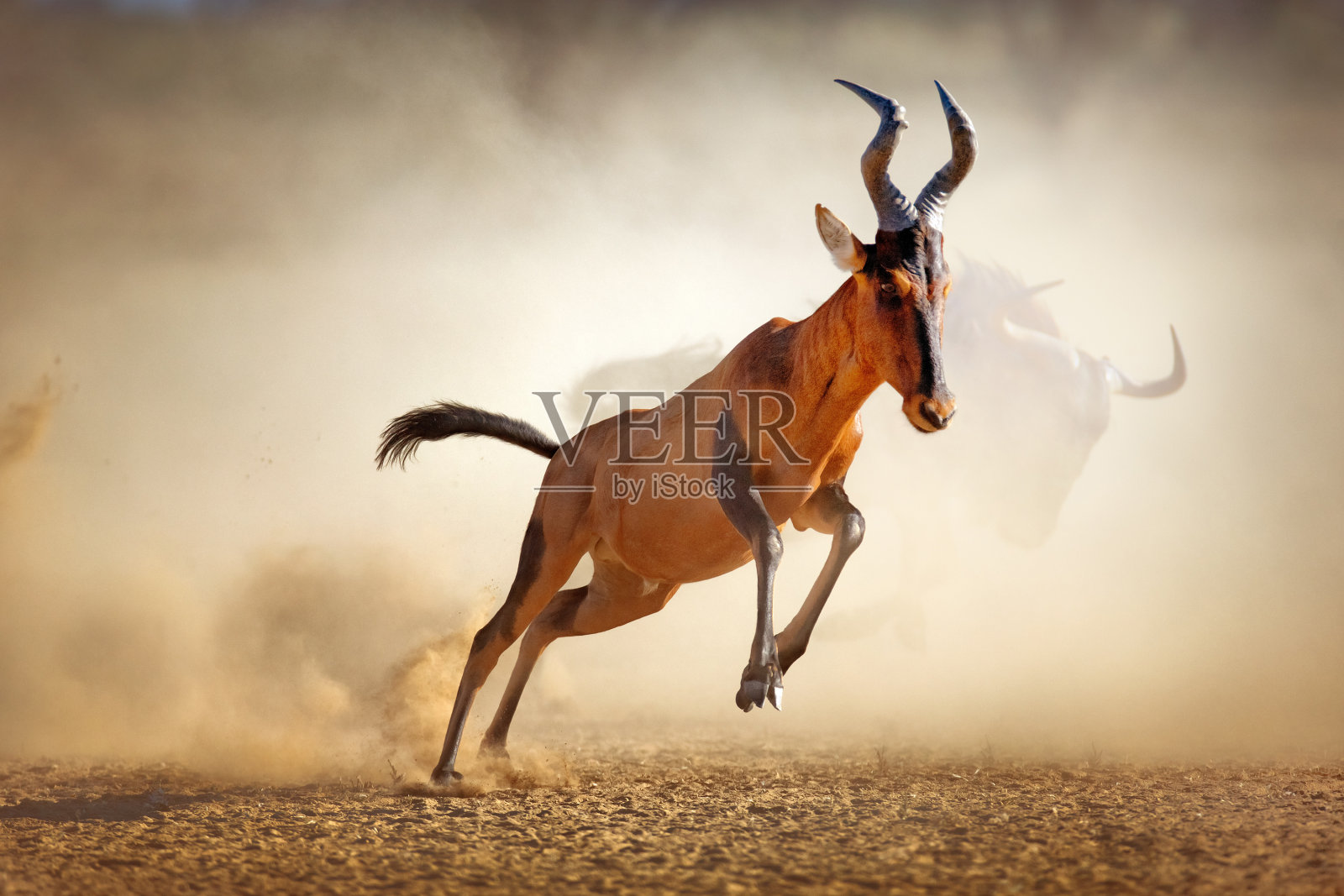 红鹿在尘土中奔跑照片摄影图片