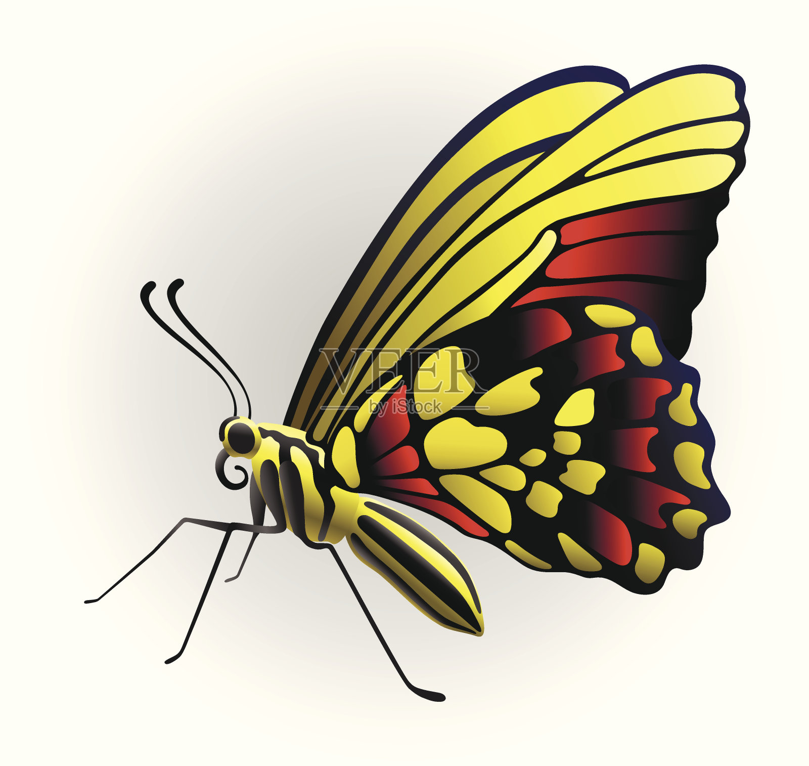 蝴蝶的背景插画图片素材
