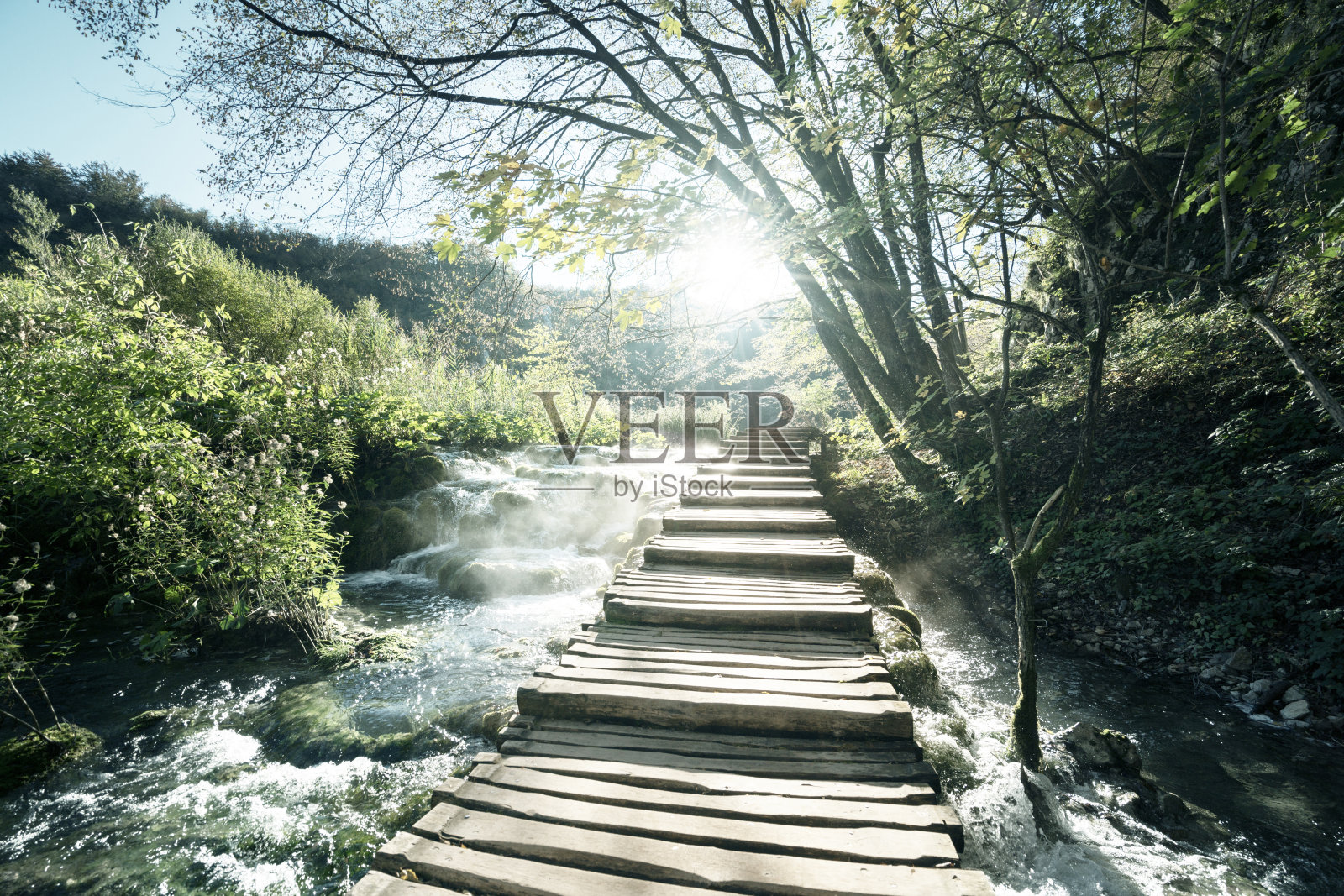 克罗地亚Plitvice湖的森林里照片摄影图片