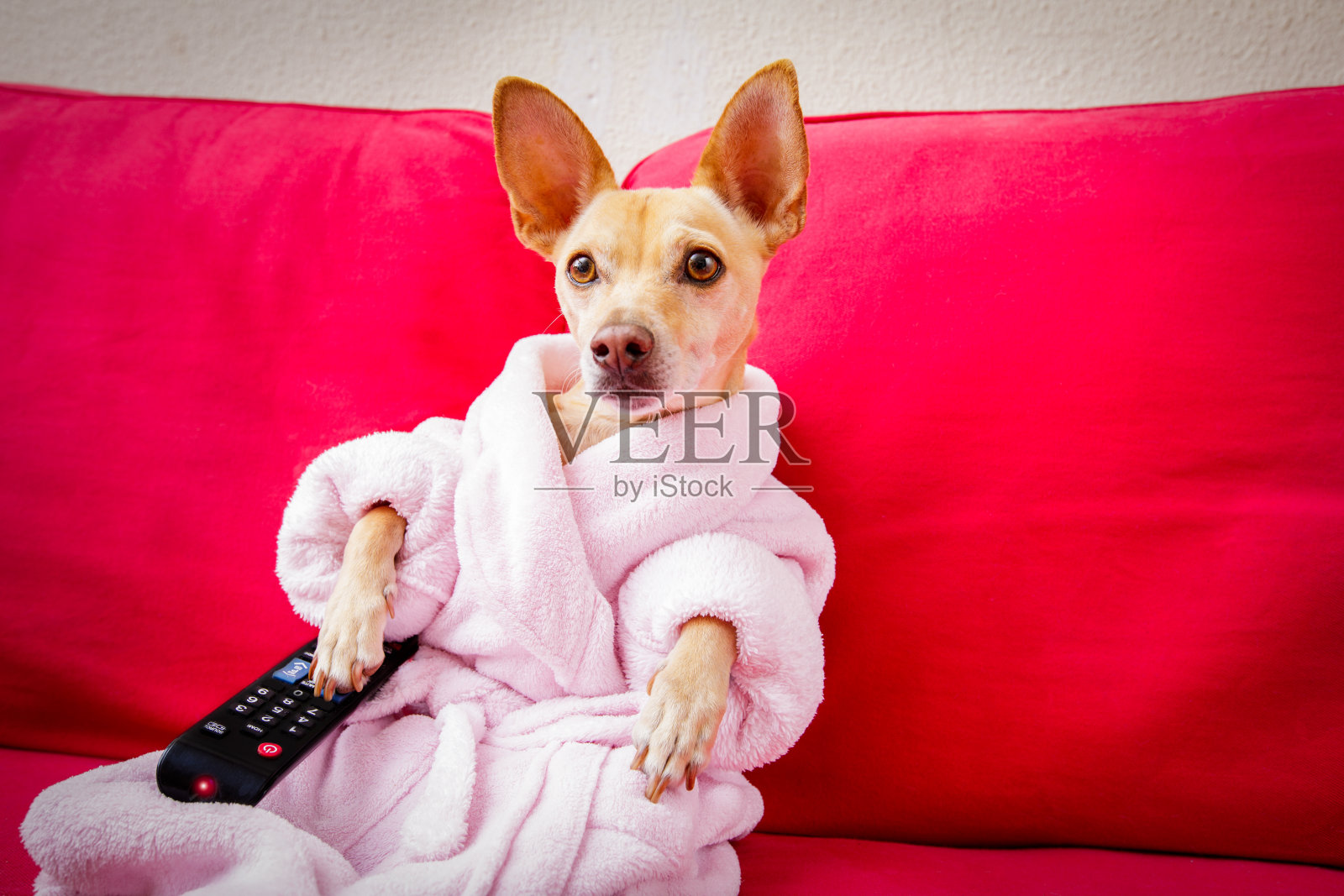 狗狗在沙发上看电视照片摄影图片