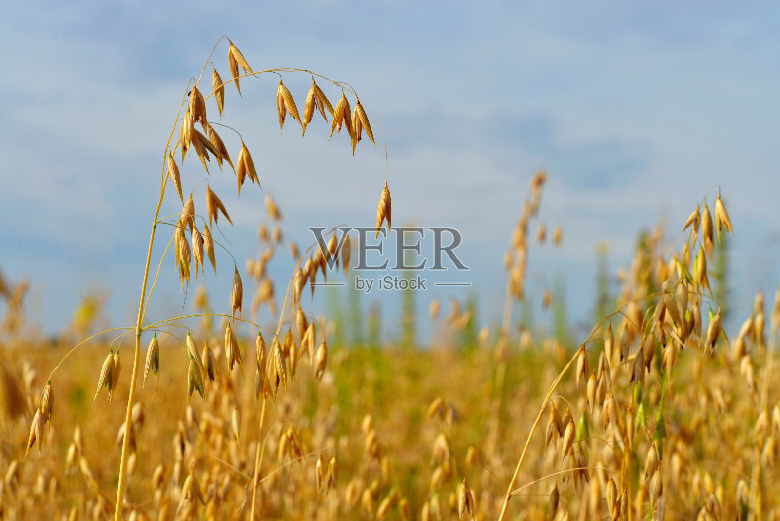 燕麦领域照片摄影图片
