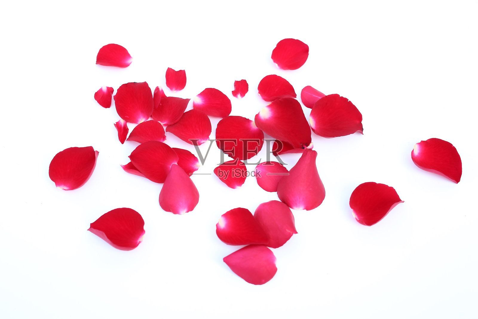 摘要的红色玫瑰花瓣孤立在白色的背景。照片摄影图片