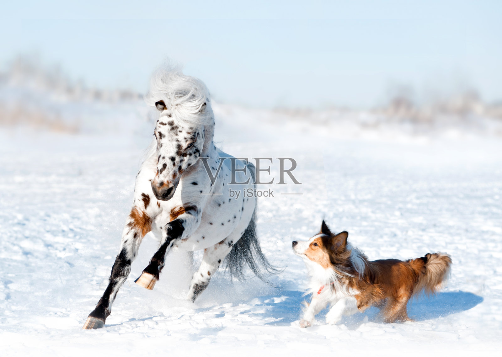 小马阿帕卢萨和边境牧羊犬在雪中玩得开心照片摄影图片