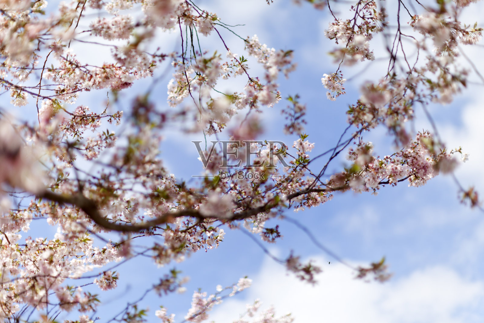 粉红色的樱花在蓝天的映衬下盛开照片摄影图片
