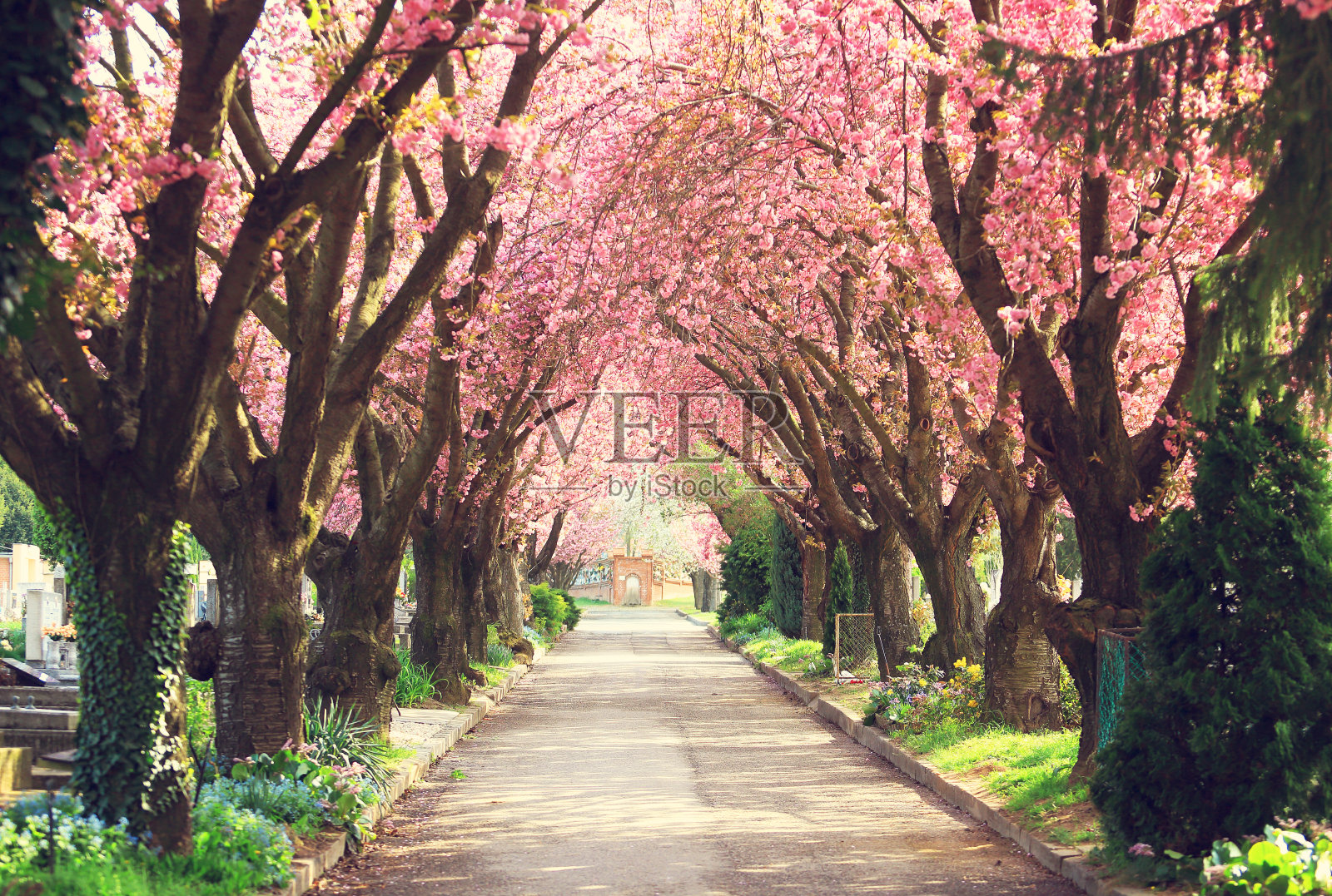 春天开花的树木照片摄影图片